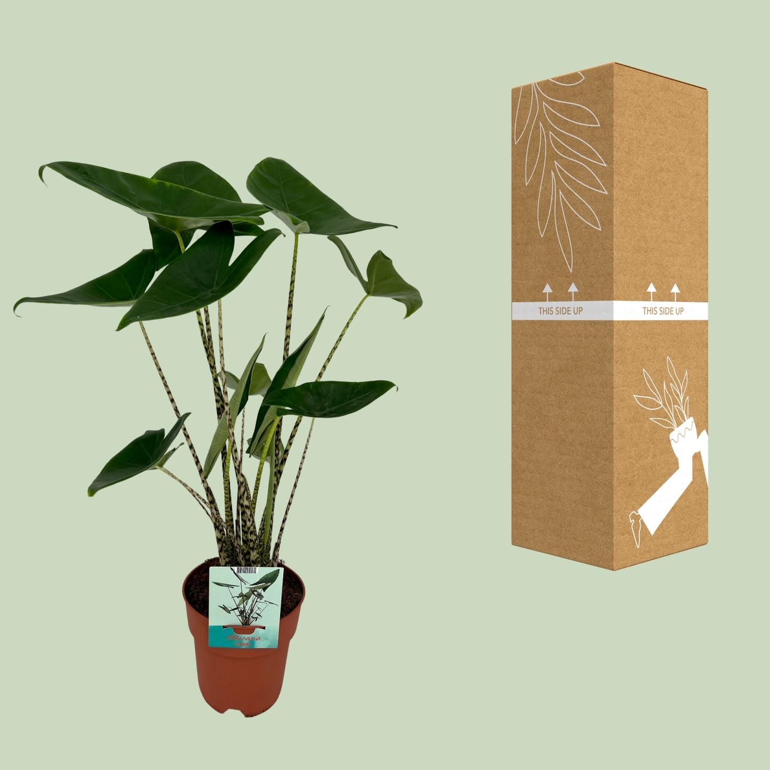 Alocasia Zebrina - Olifantsoor (8720634284059)