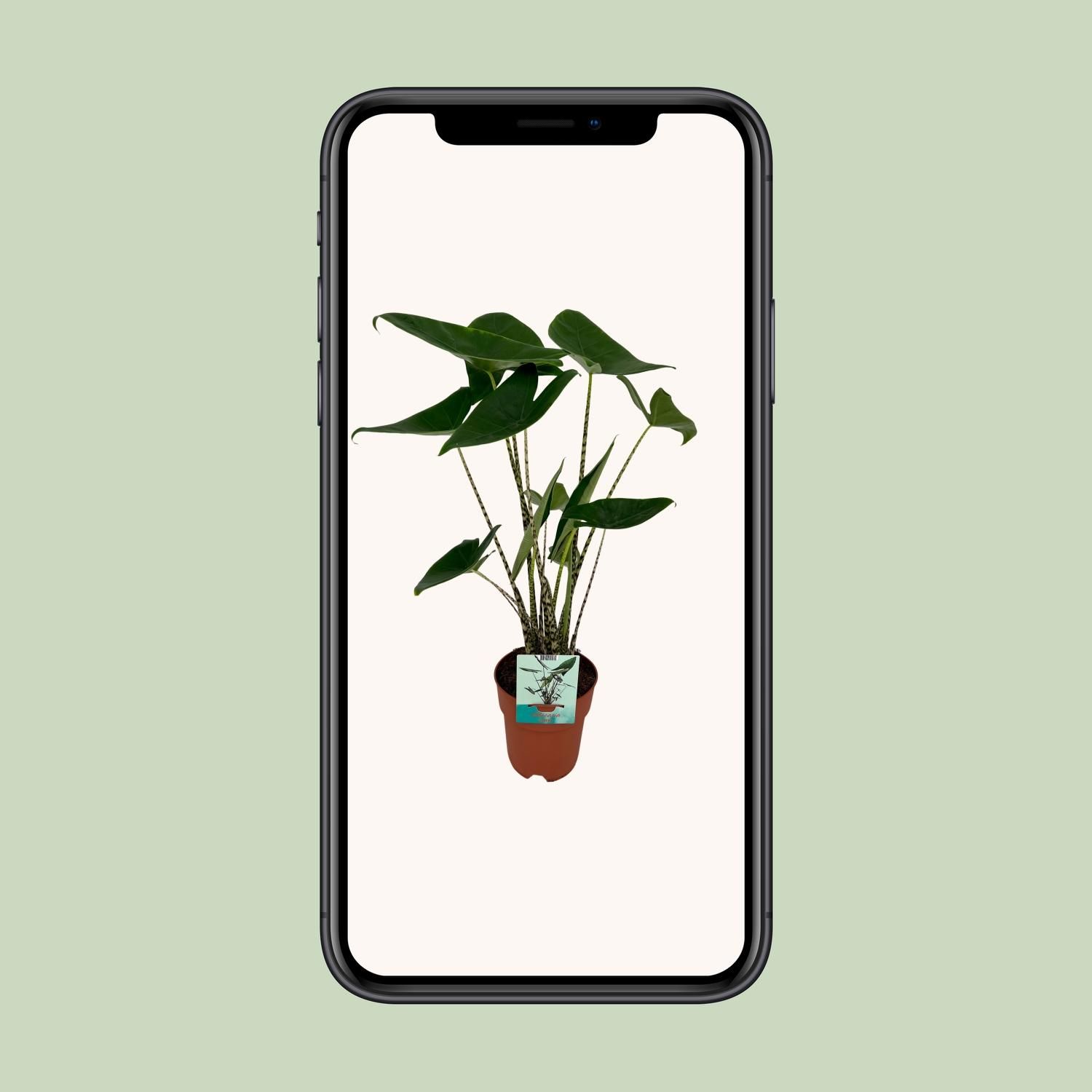 Alocasia Zebrina - Olifantsoor (8720634284059)