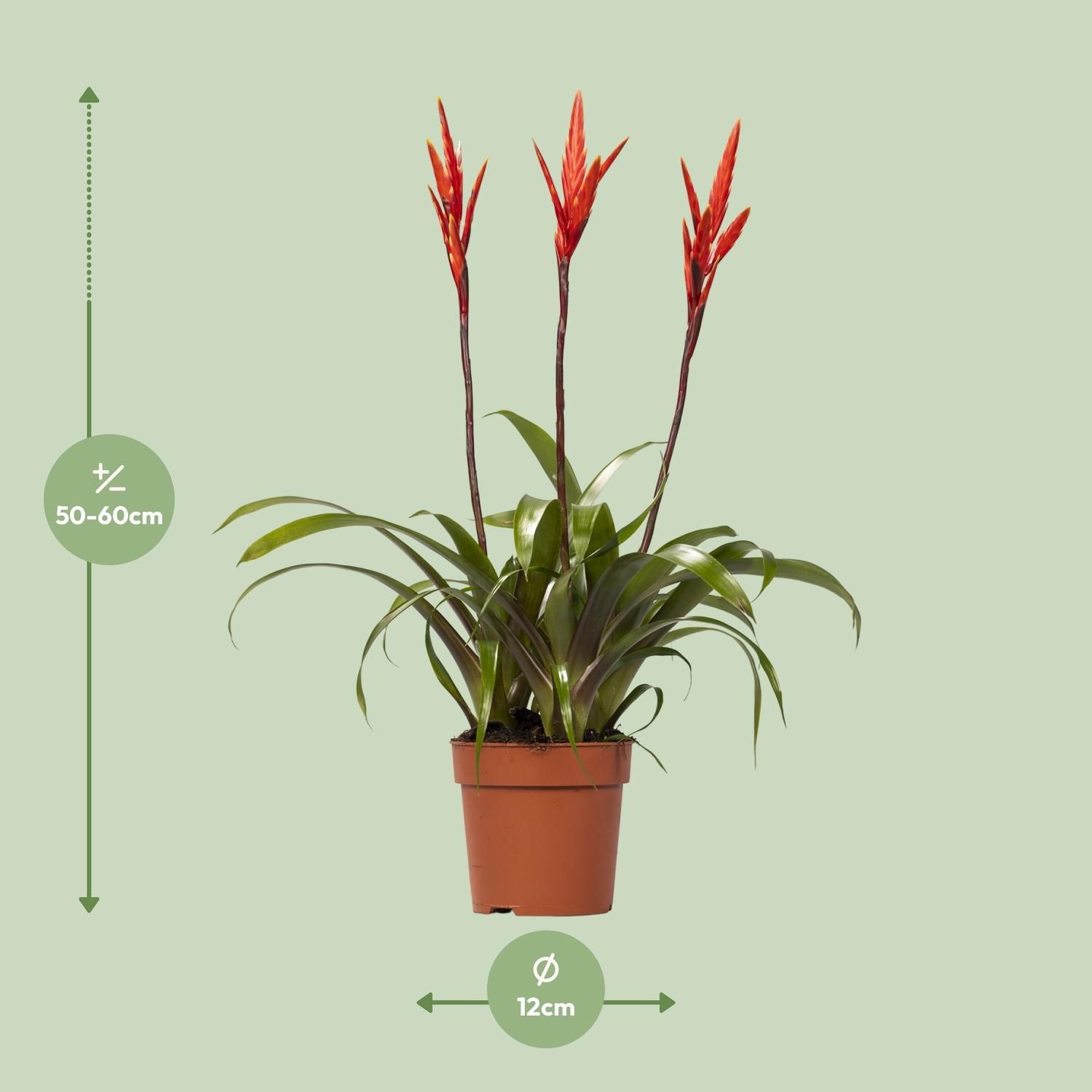 Vriesea Elan Toef (15014)