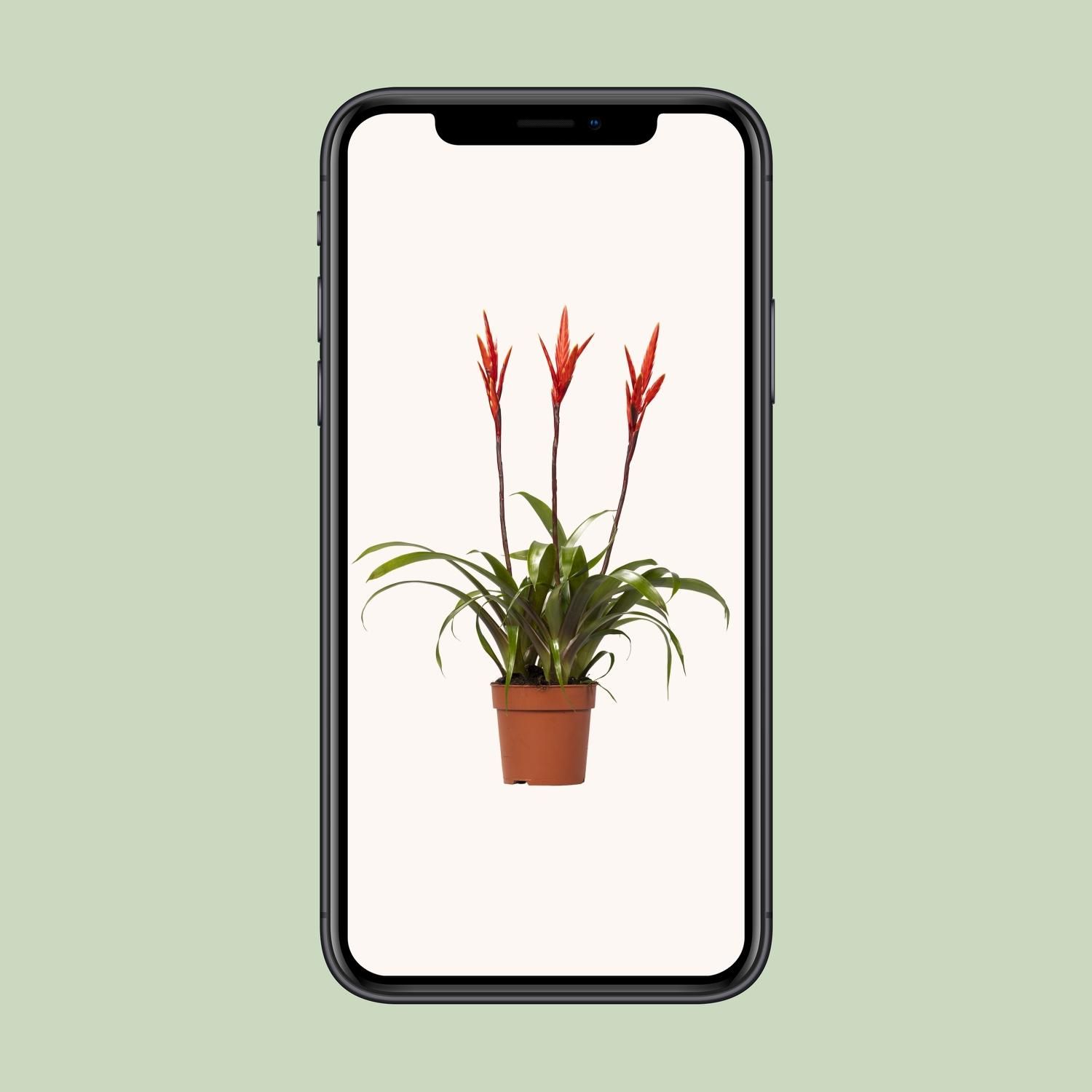 Vriesea Elan Toef (15014)