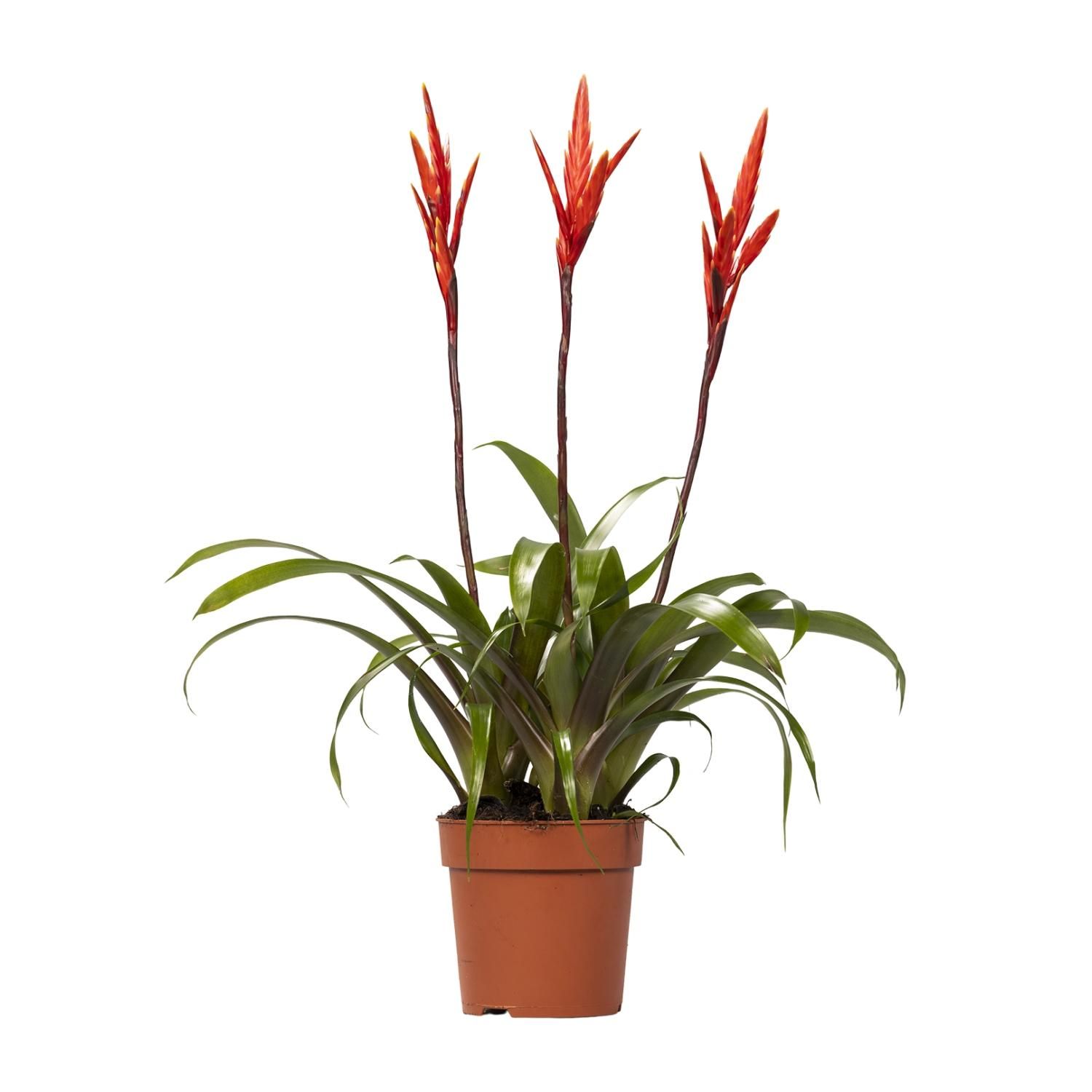 Vriesea Elan Toef (15014)