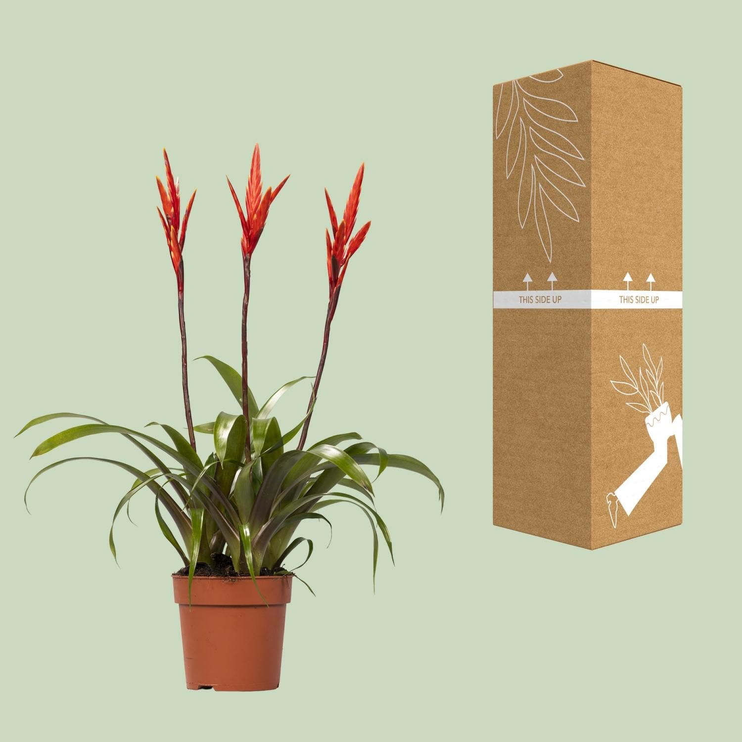 Vriesea Elan Toef (15014)