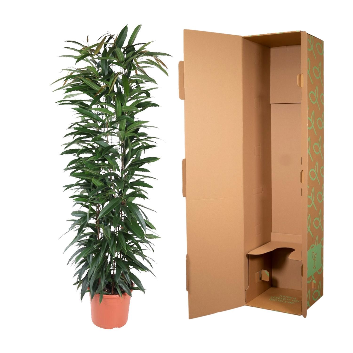 Ficus Alii King zuil - 150 cm - ø29 (8721055692843)