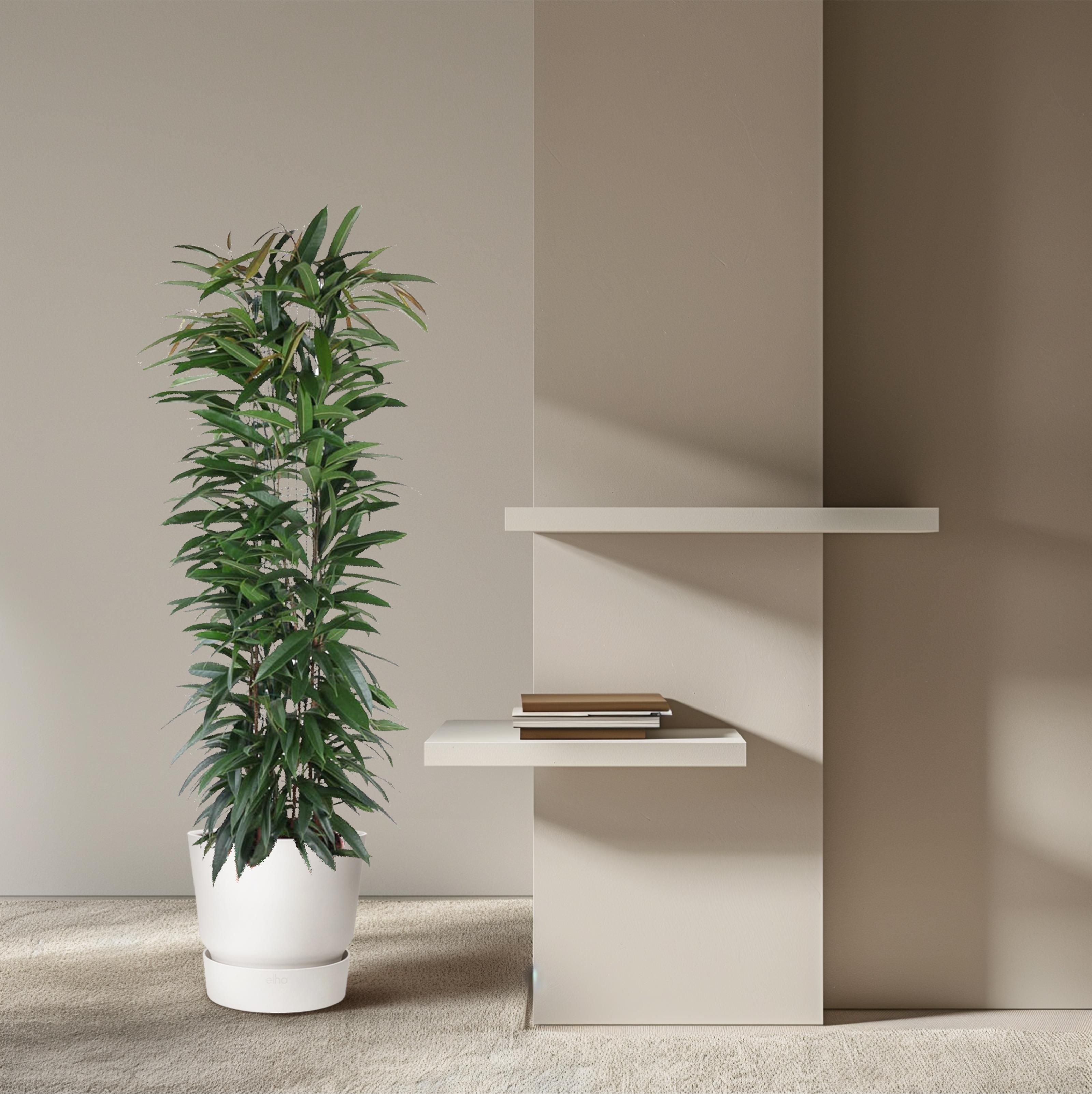 Ficus Alii King zuil - 150 cm - ø29 (8721055692843)
