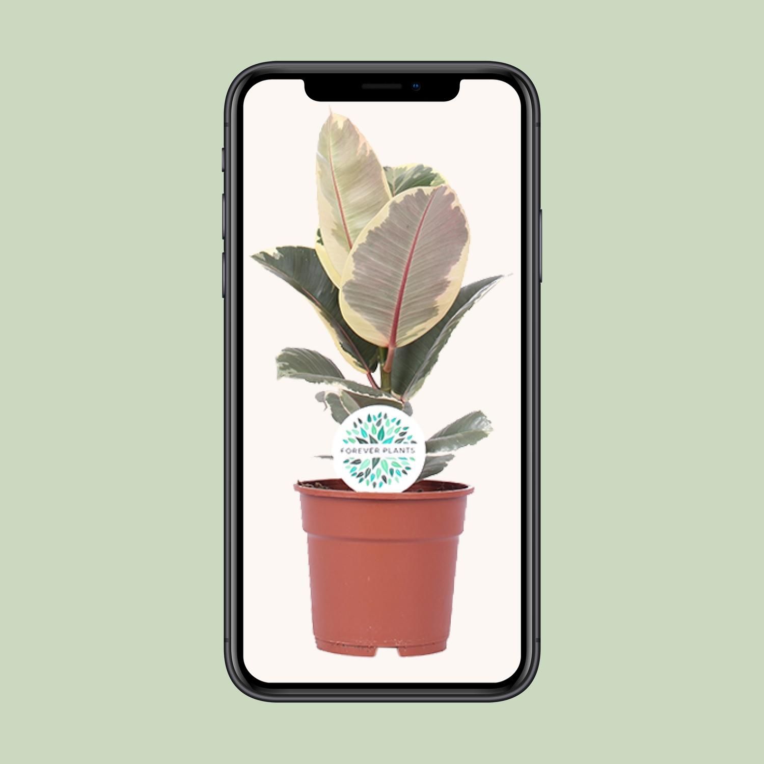 Ficus Elastica Tineke (15761)
