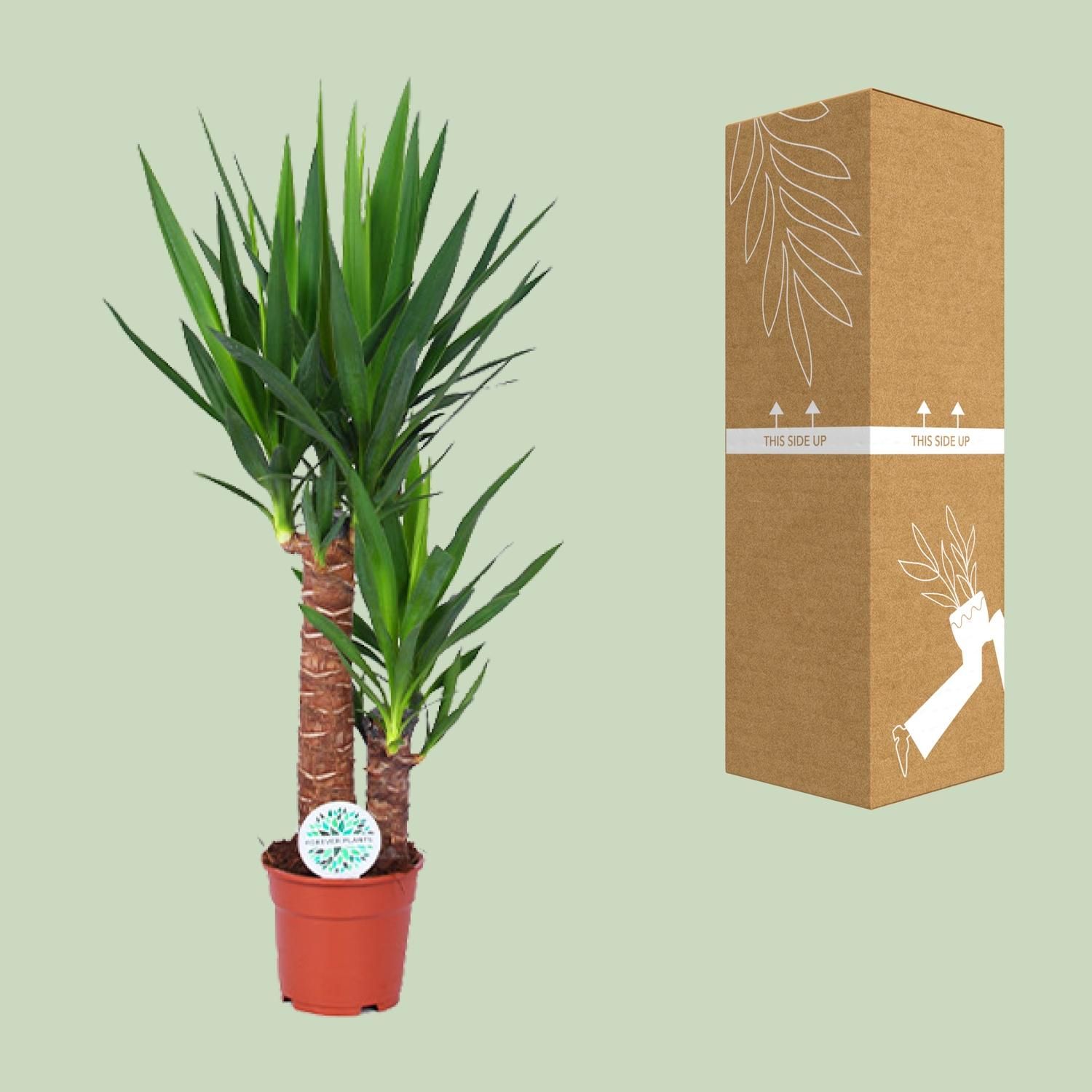 Yucca (15803)