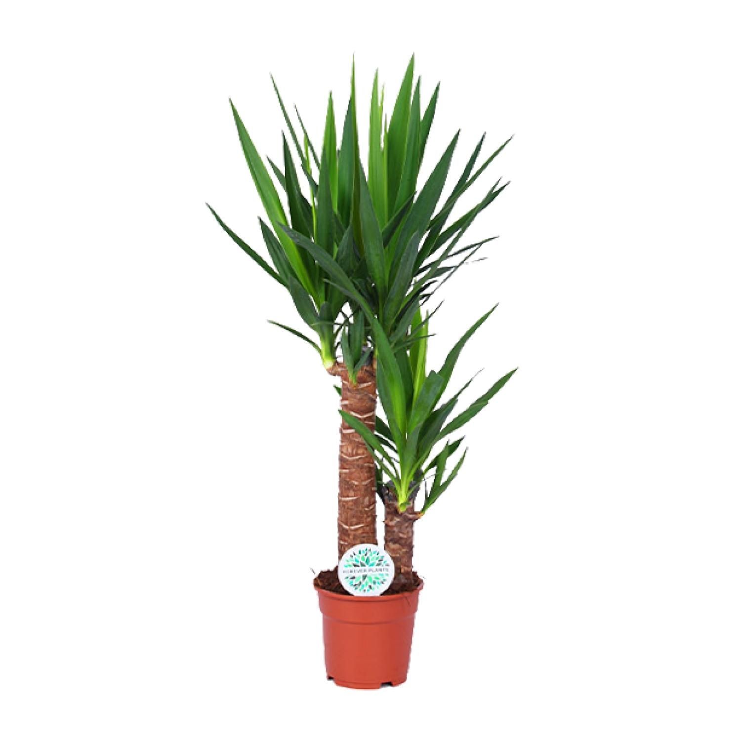 Yucca (15803)