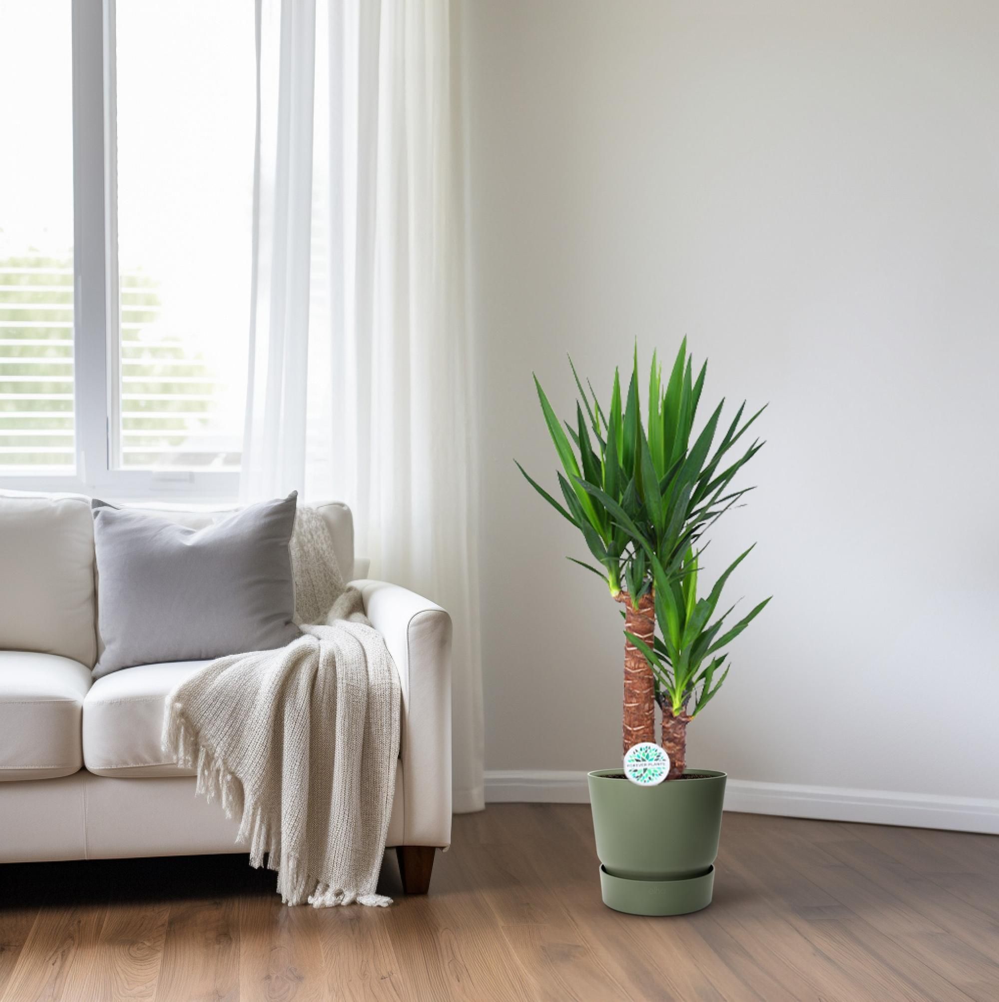 Yucca (15803)