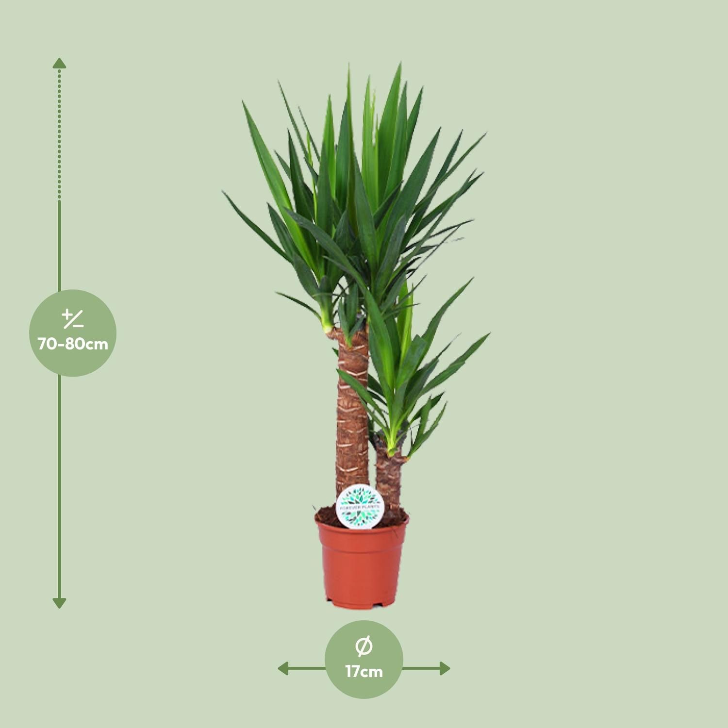 Yucca (15803)