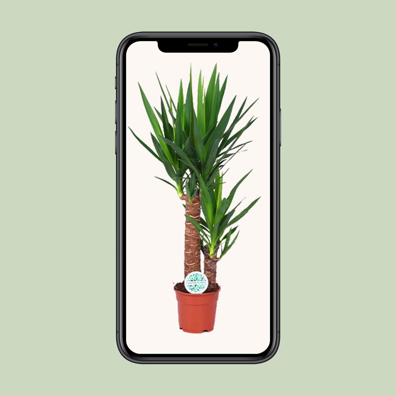 Yucca (15803)