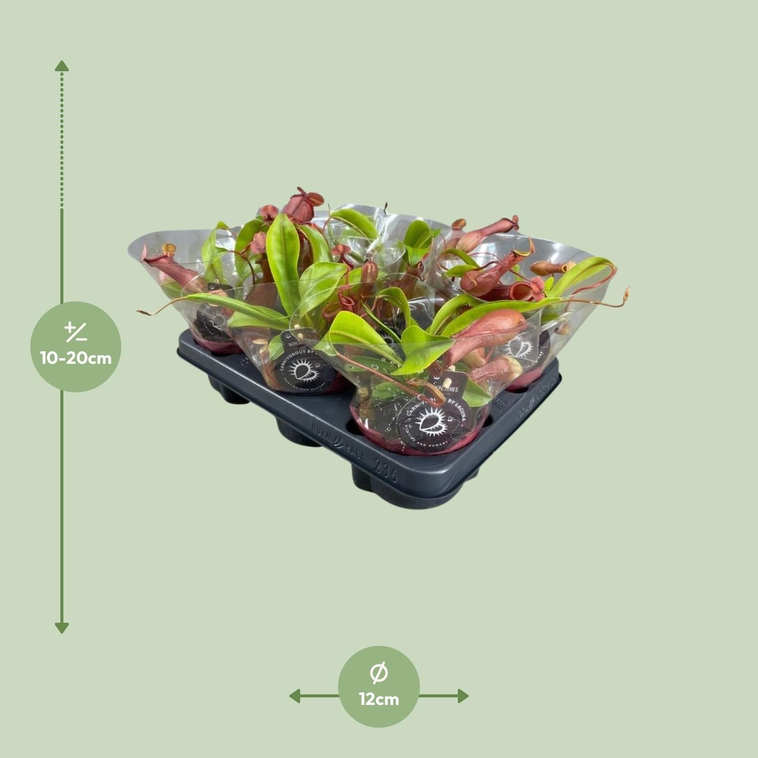 Nepenthes Alata (13904)