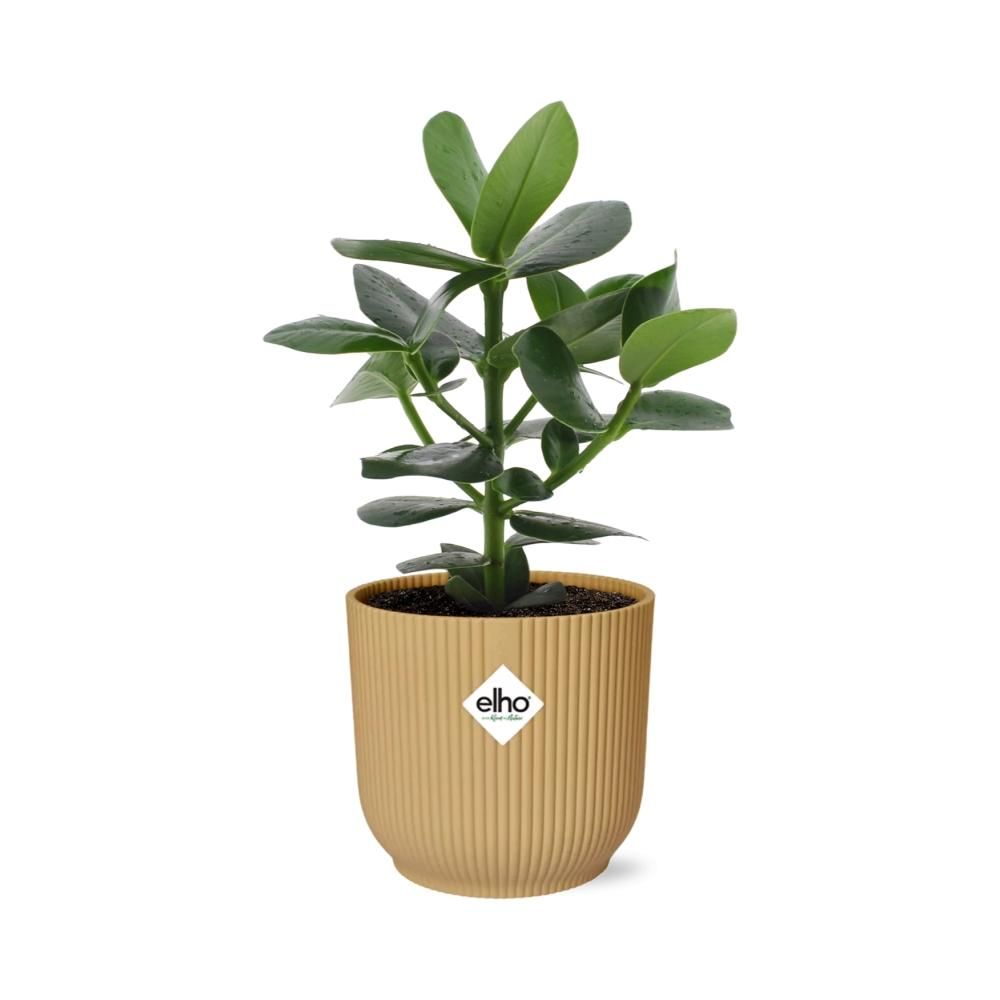 Clusia Princess in ELHO Vibes Fold 14cm geel (21676)
