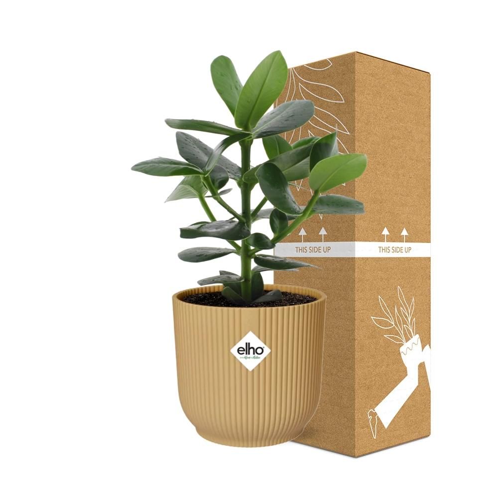 Clusia Princess in ELHO Vibes Fold 14cm geel (21676)