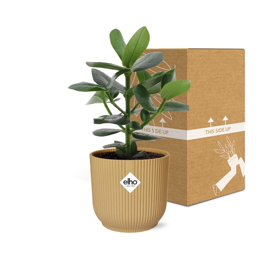 Clusia Princess in ELHO Vibes Fold 14cm geel (21676)