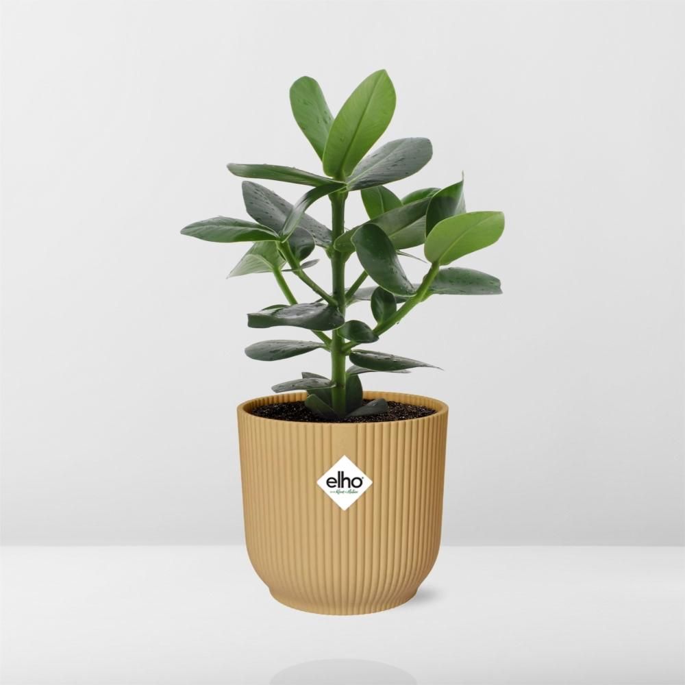 Clusia Princess in ELHO Vibes Fold 14cm geel (21676)