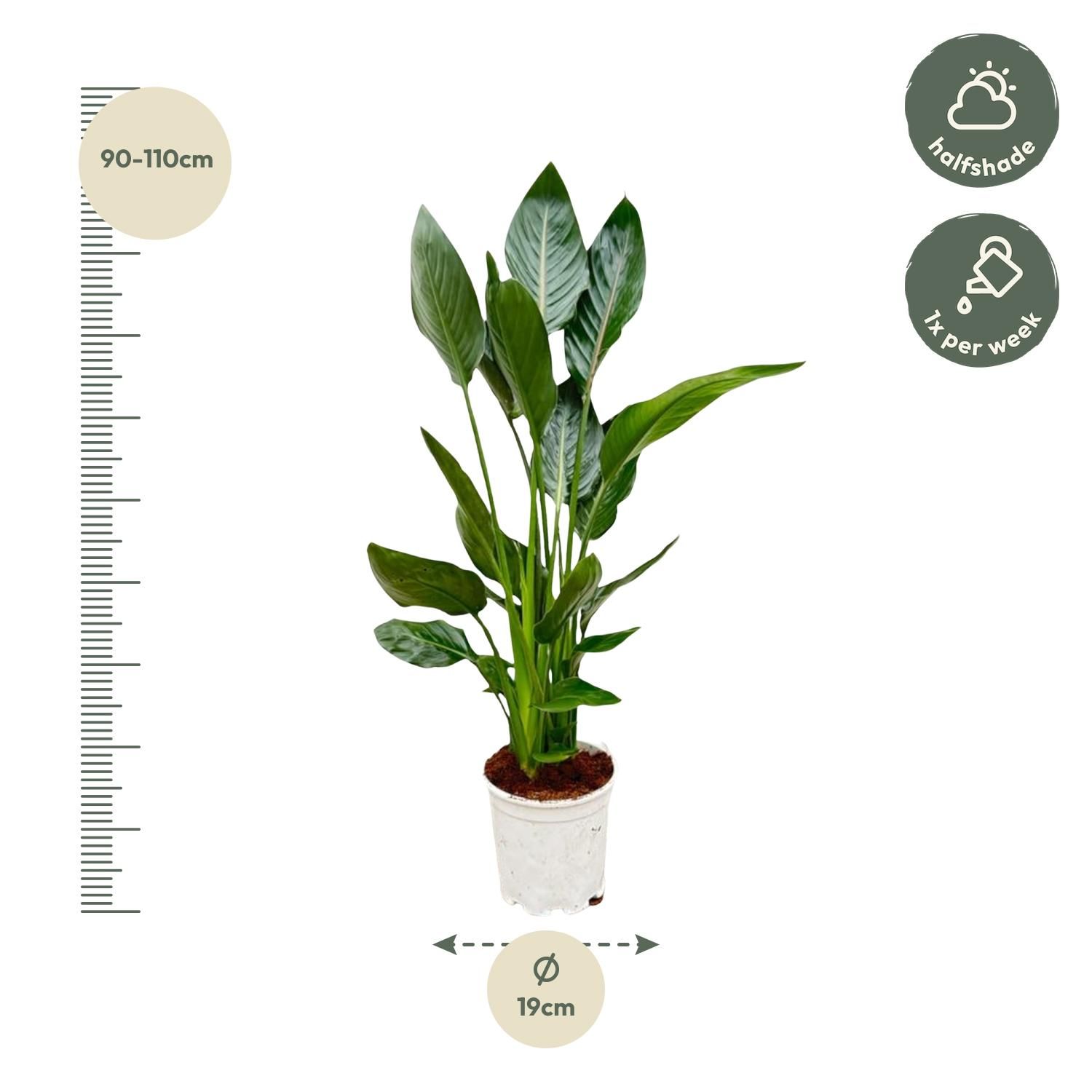 Strelitzia Reginae - 100 cm - Ø21 (8721055697213)