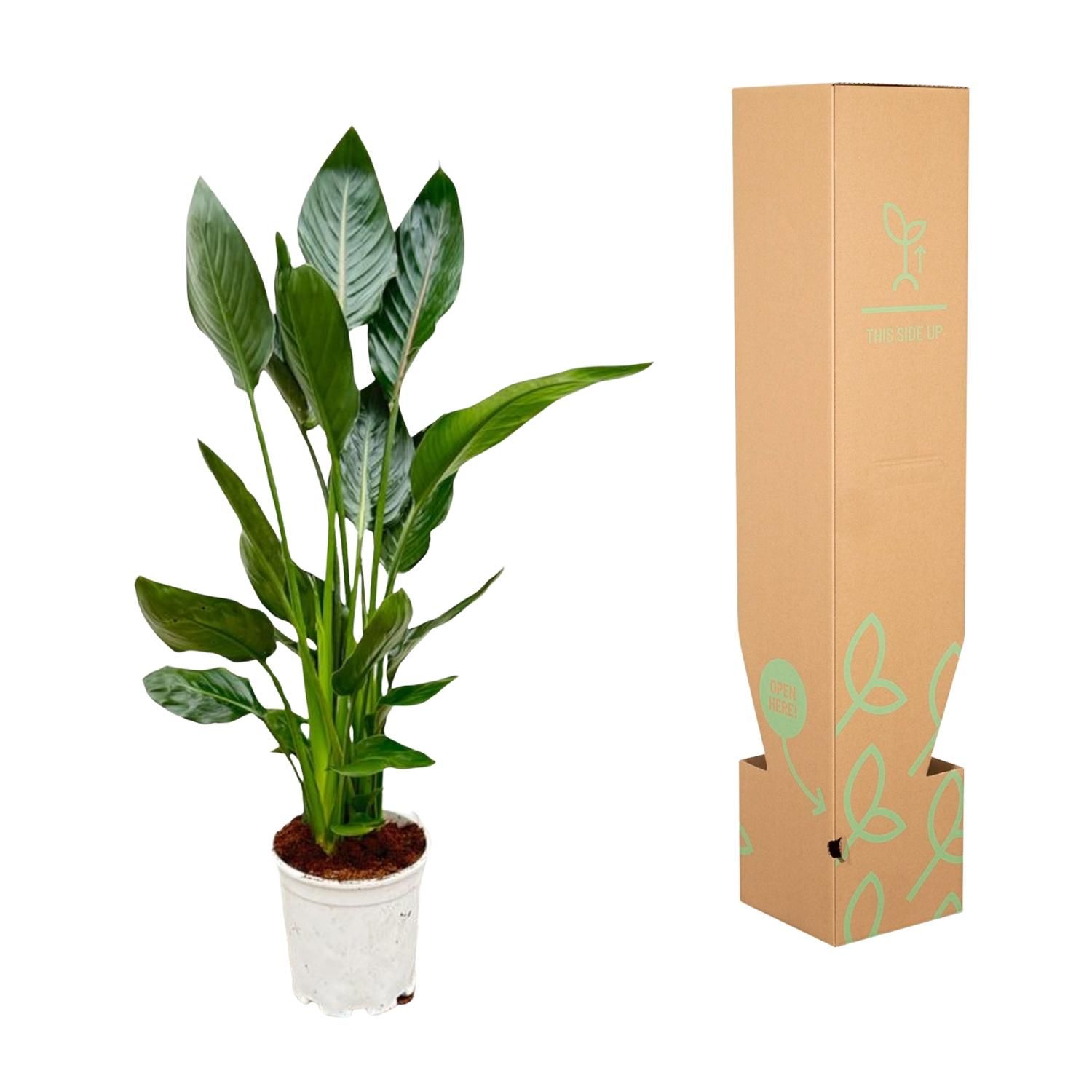 Strelitzia Reginae - 100 cm - Ø21 (8721055697213)