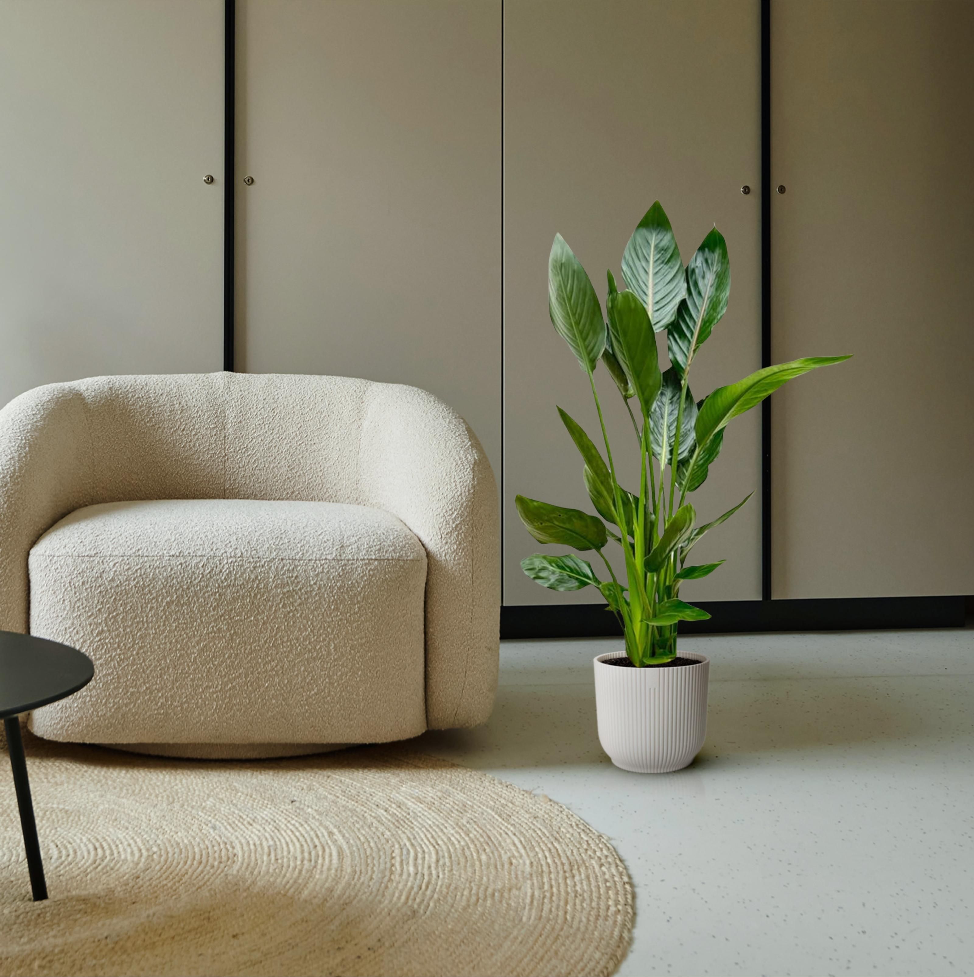 Strelitzia Reginae - 100 cm - Ø21 (8721055697213)