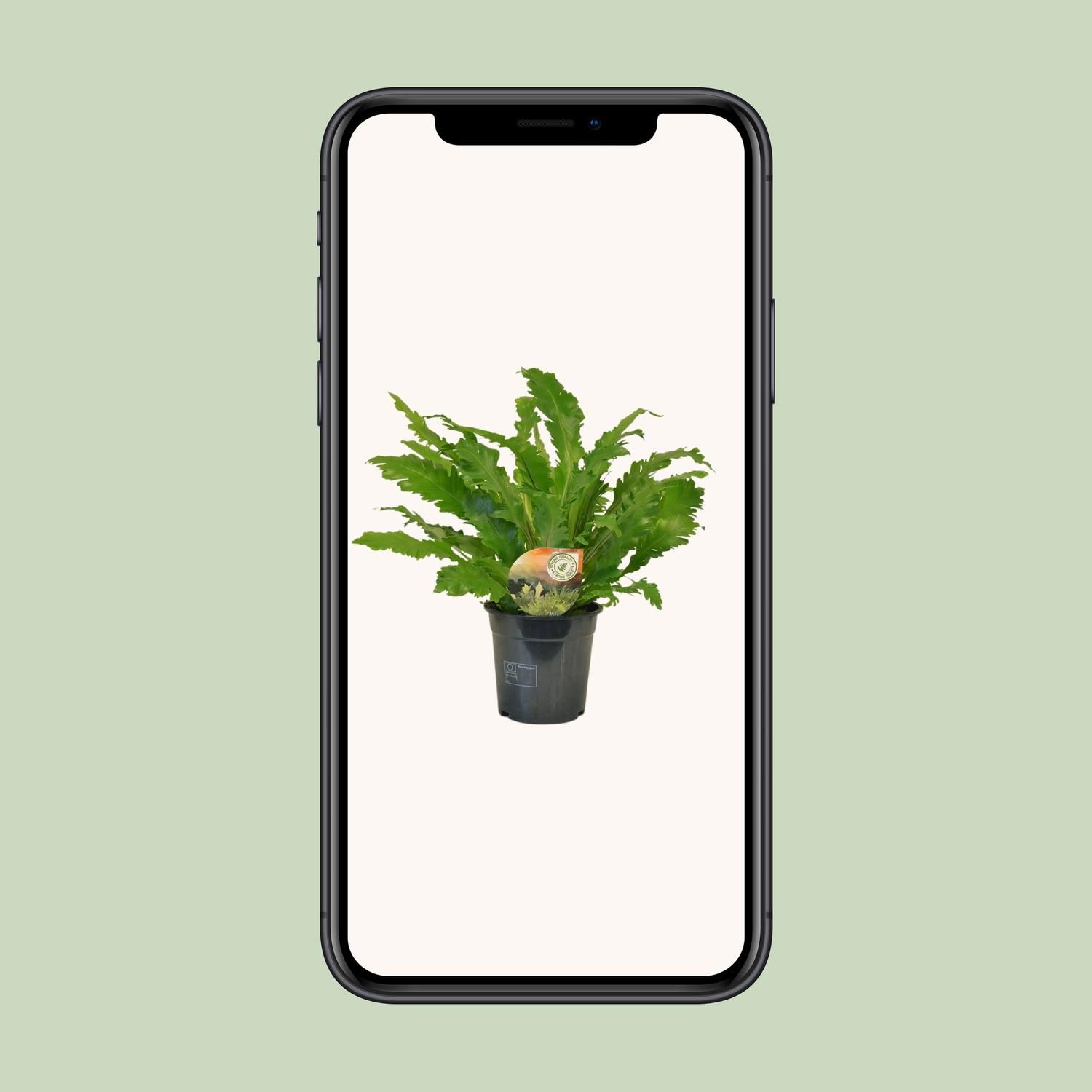 Asplenium Campio (10827)