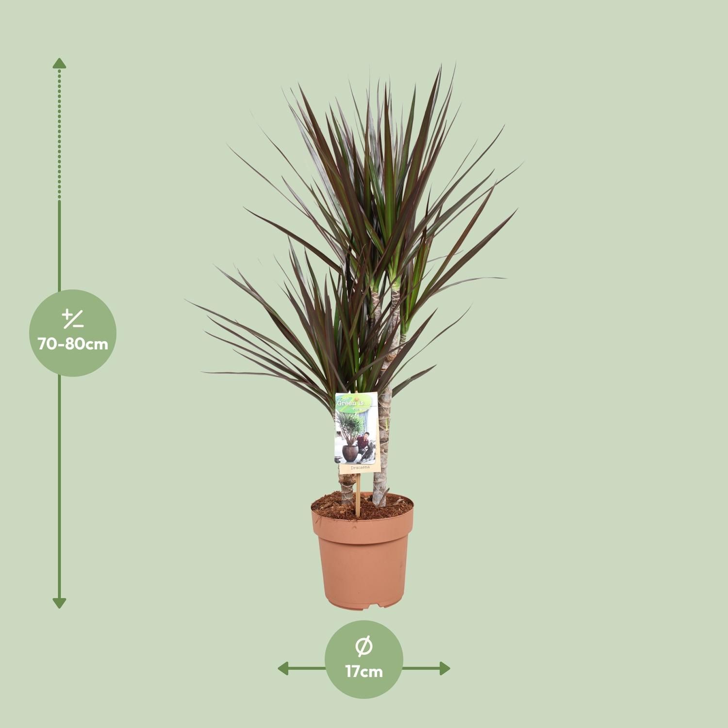 Dracaena Magenta (10766)