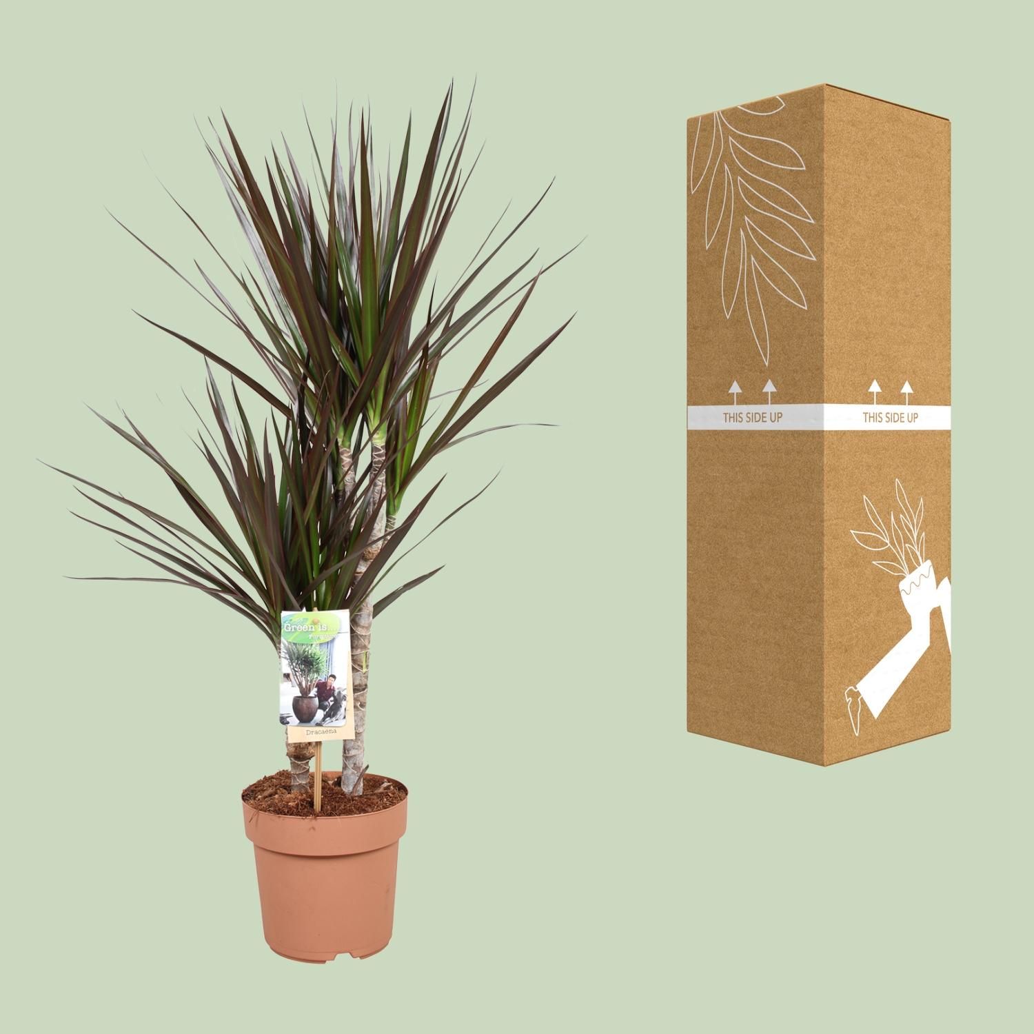 Dracaena Magenta (10766)