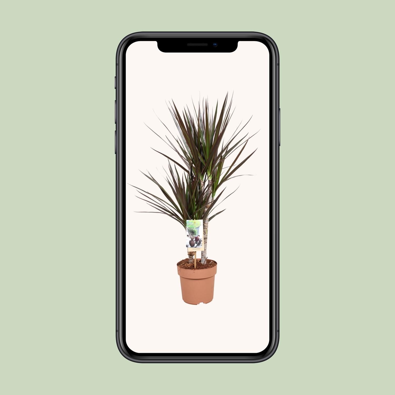 Dracaena Magenta (10766)