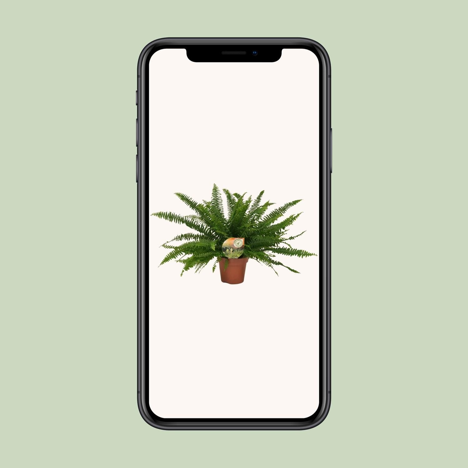 Nephrolepis Green Lady (10841)