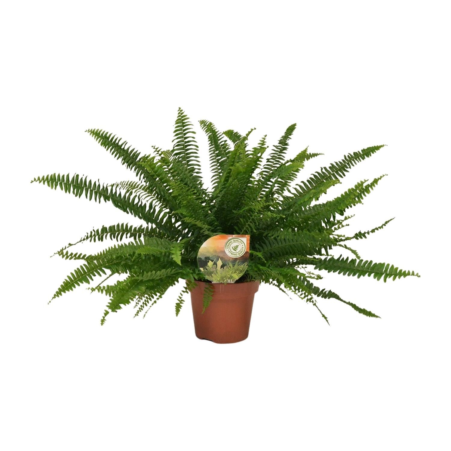 Nephrolepis Green Lady (10841)