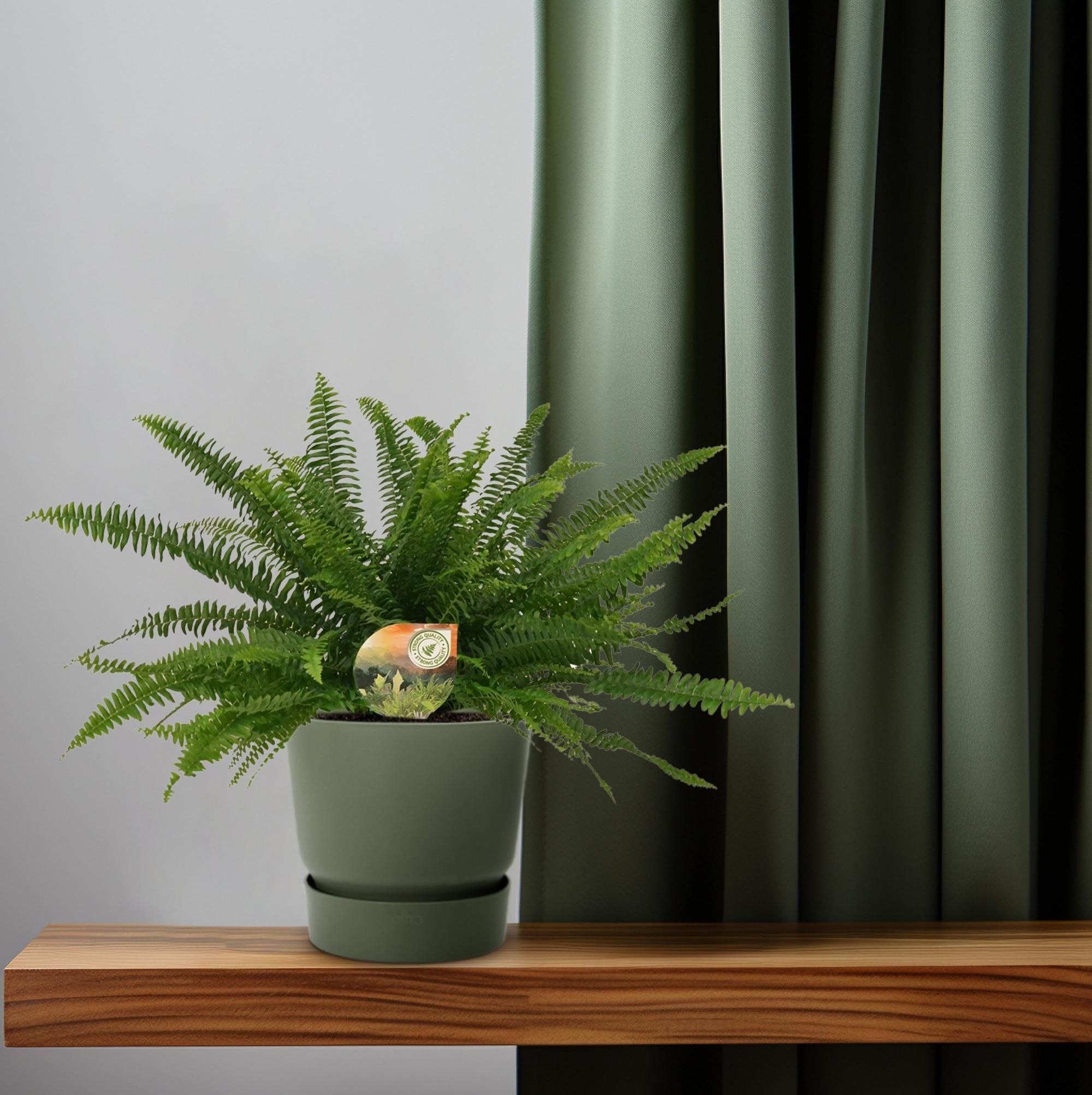 Nephrolepis Green Lady (10841)