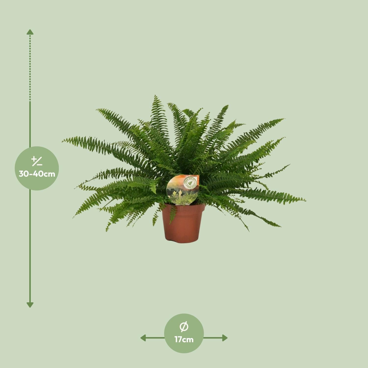 Nephrolepis Green Lady (10841)