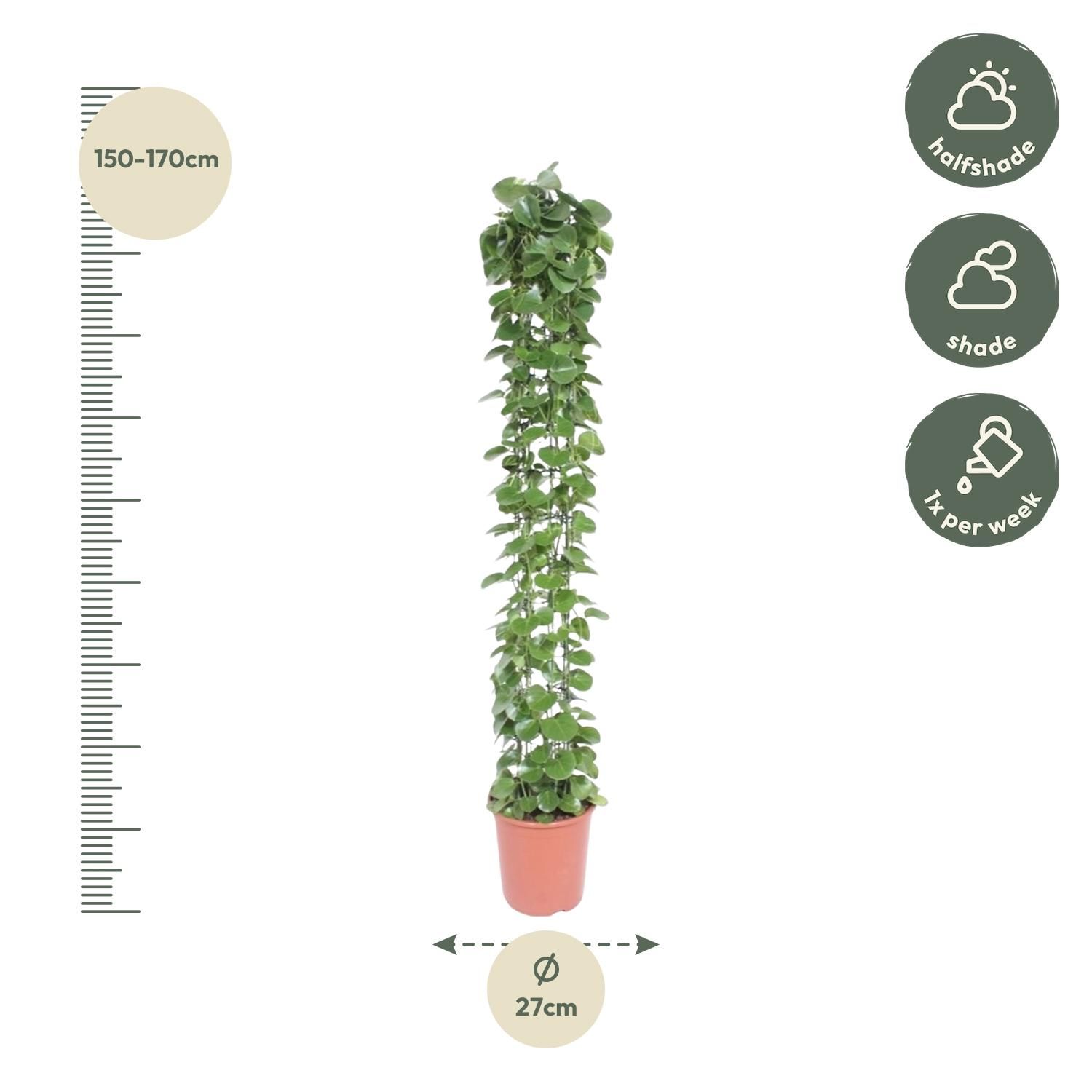 Cissus rotundifolia gaasrek - 160 cm - ø27 (8721022569987)