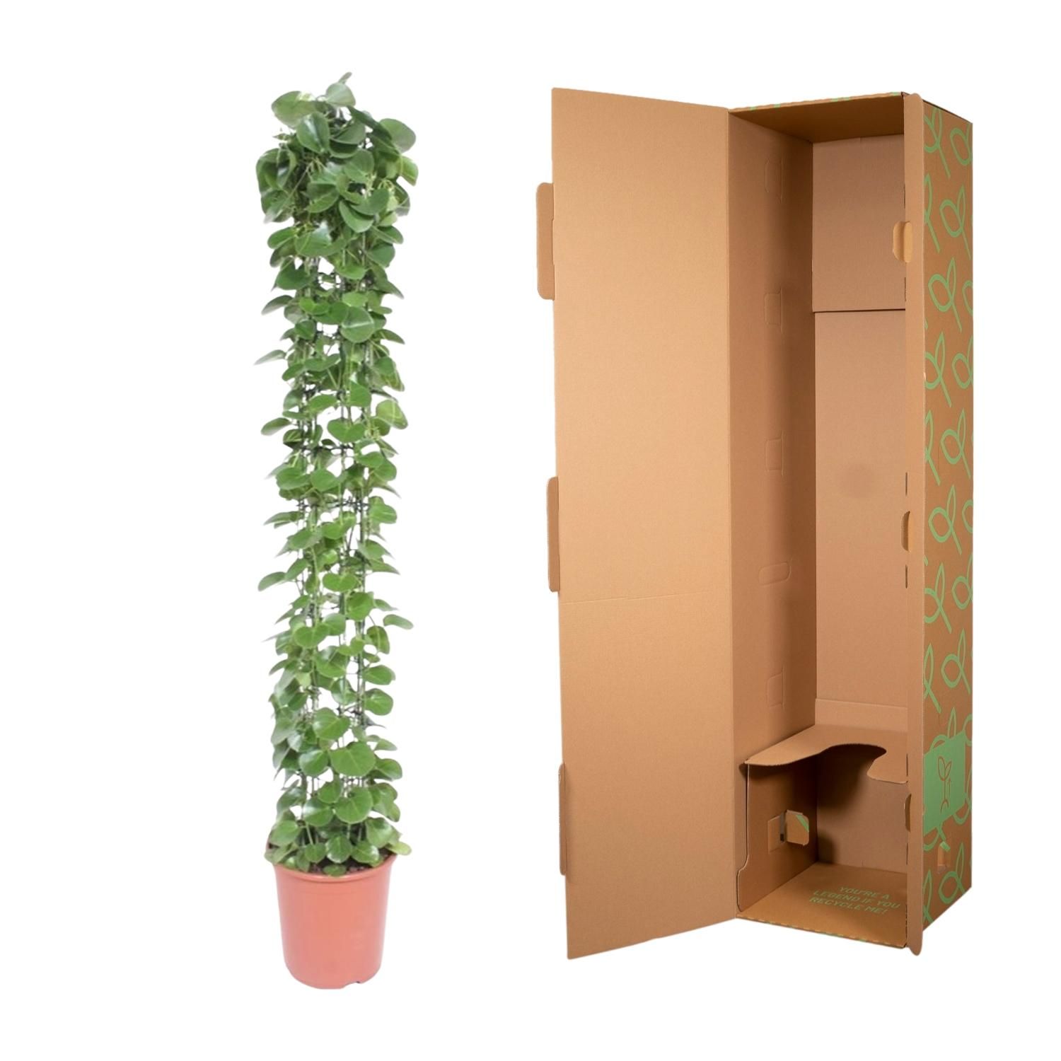 Cissus rotundifolia gaasrek - 160 cm - ø27 (8721022569987)