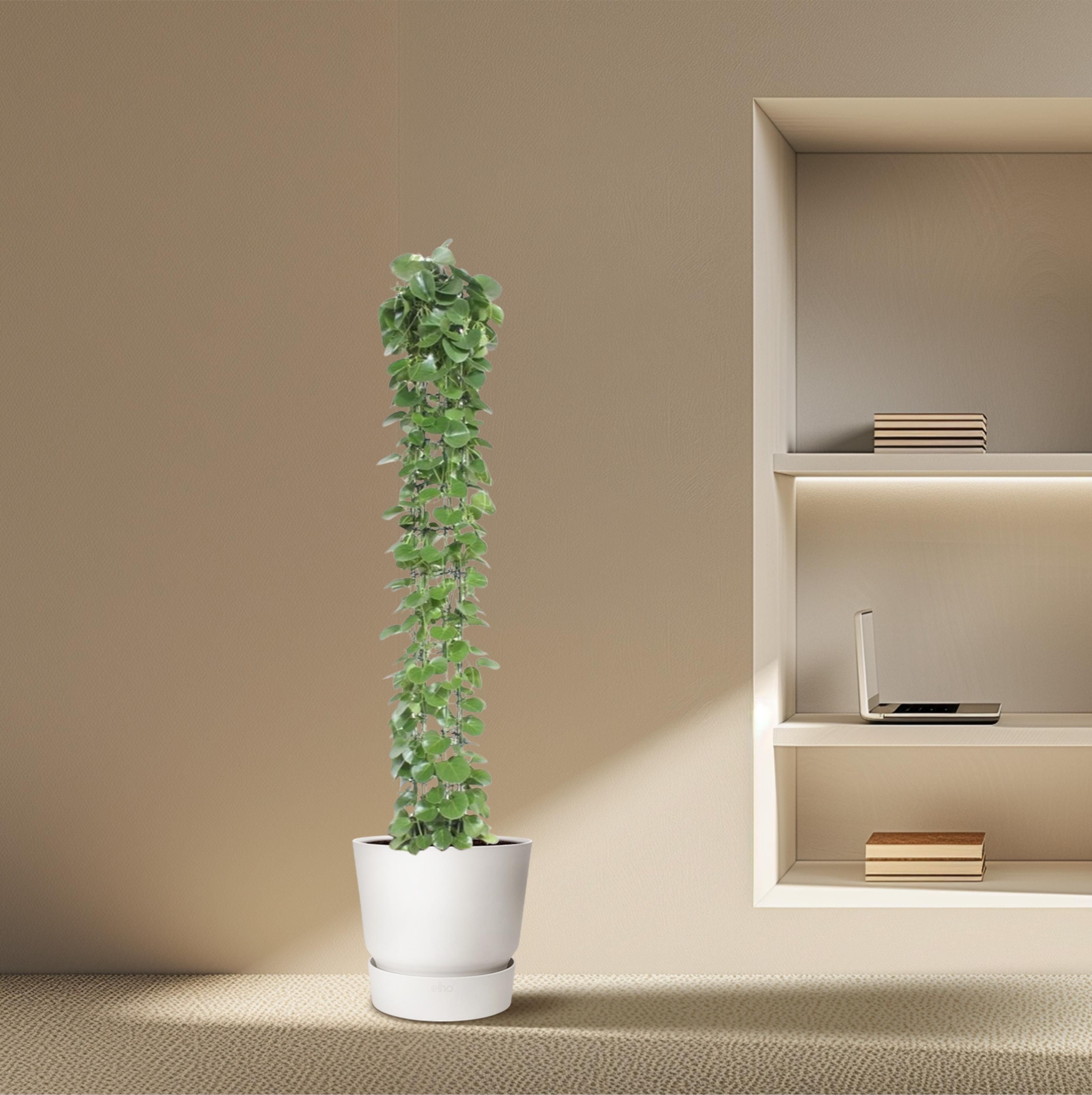 Cissus rotundifolia gaasrek - 160 cm - ø27 (8721022569987)