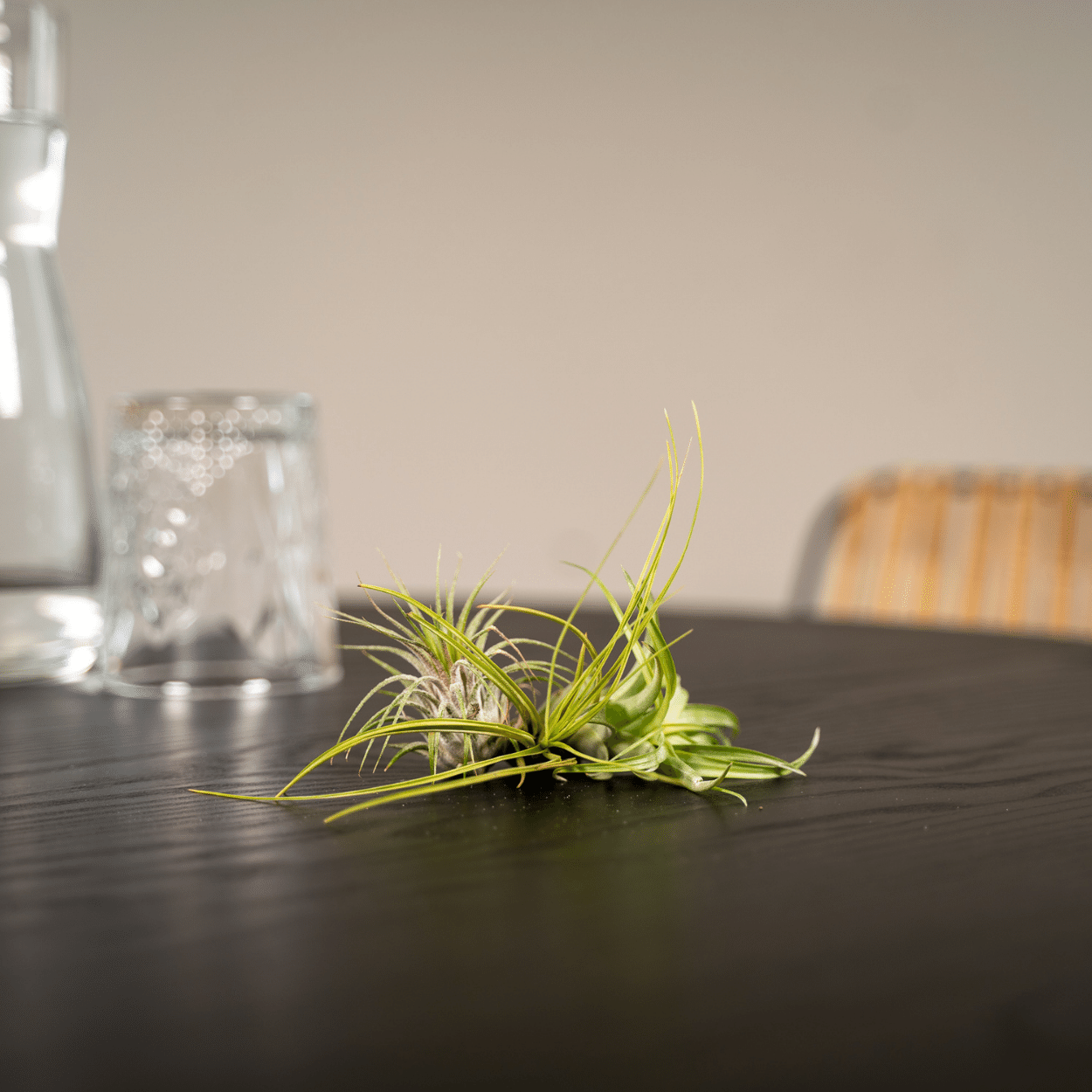 Tillandsia Air mix - 5 stuks - 6 cm - ø6 (10310)