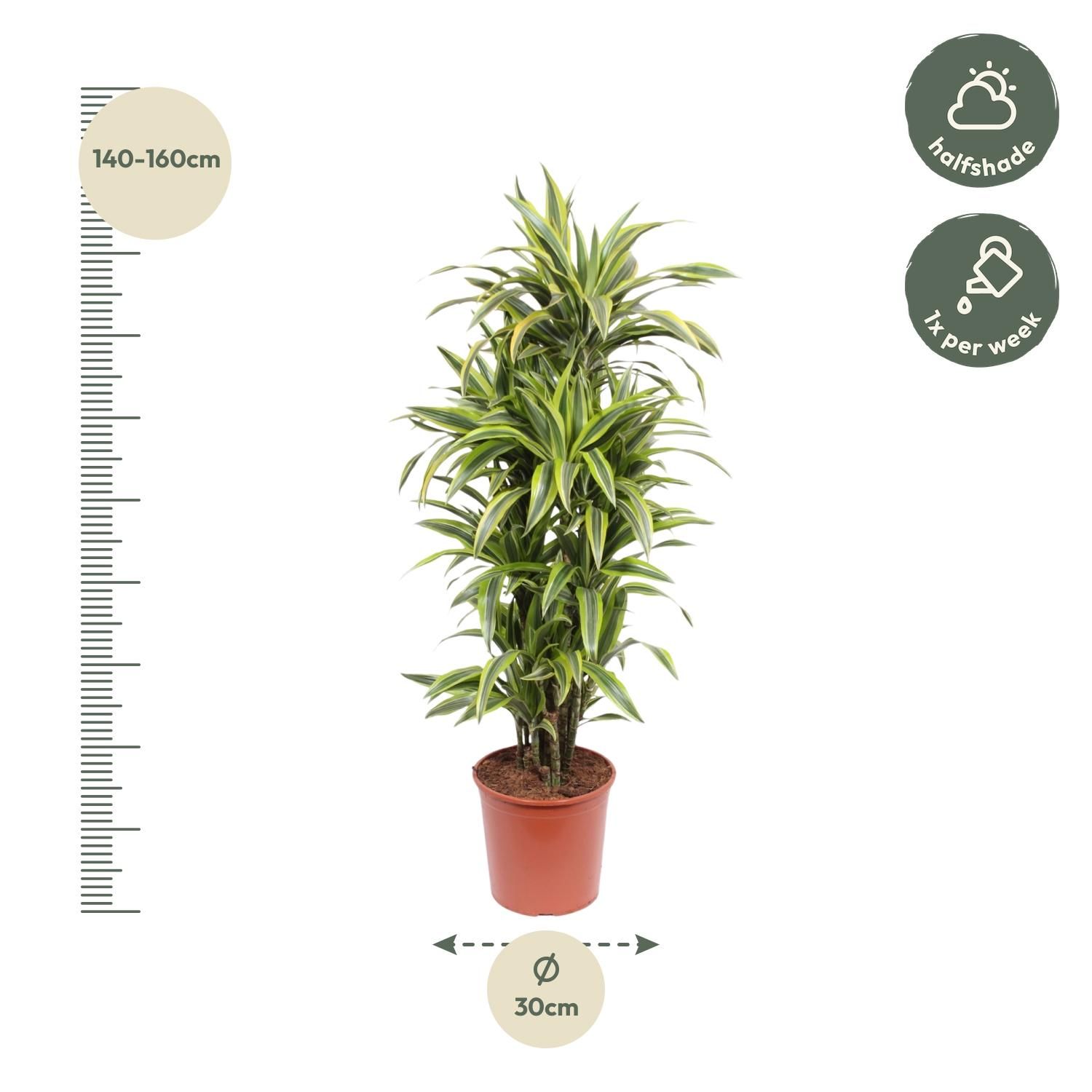 Dracaena Lemon Lime - 150 cm - ø30 (8721055690221)