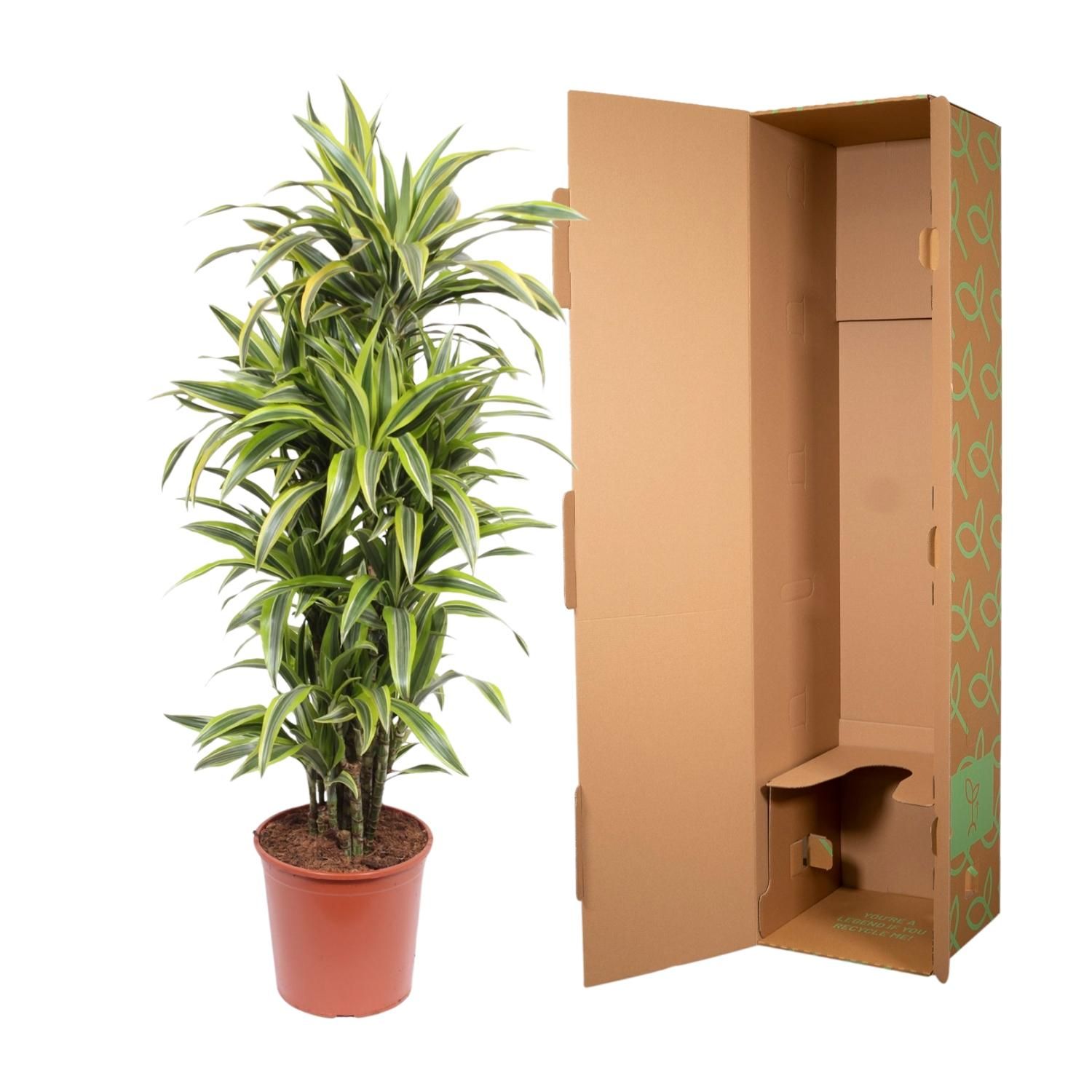 Dracaena Lemon Lime - 150 cm - ø30 (8721055690221)