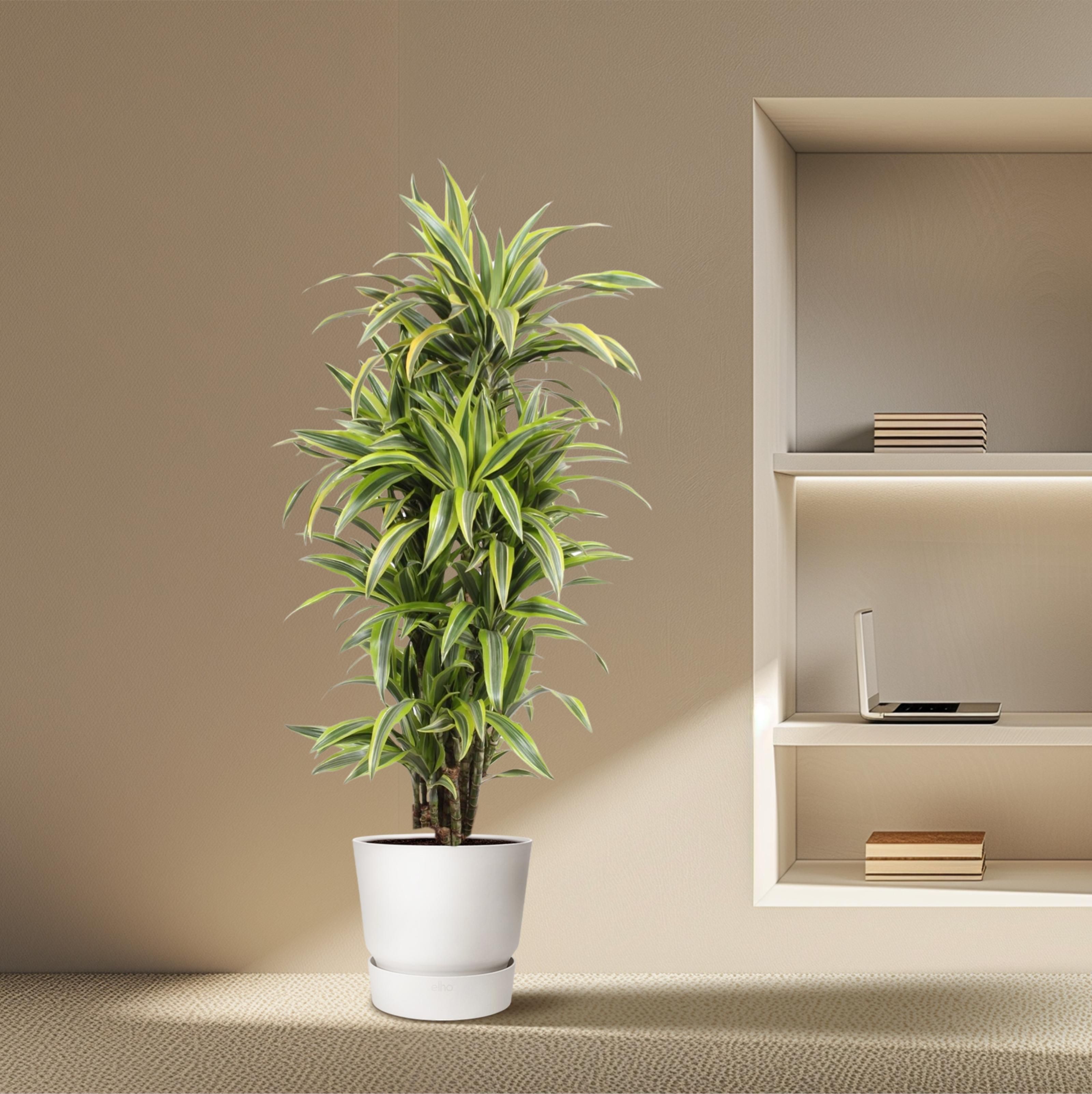 Dracaena Lemon Lime - 150 cm - ø30 (8721055690221)