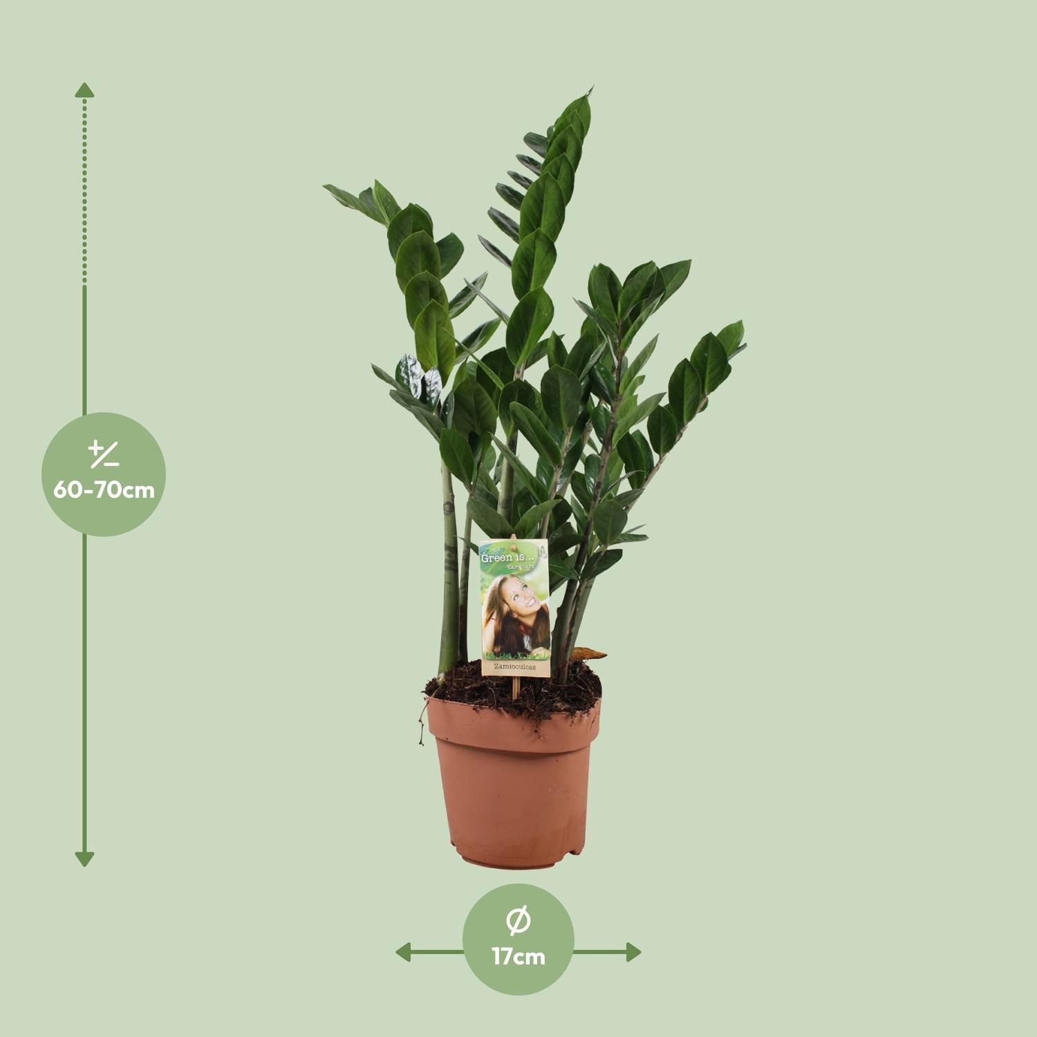 Zamioculcas Zamiifolia (10774)