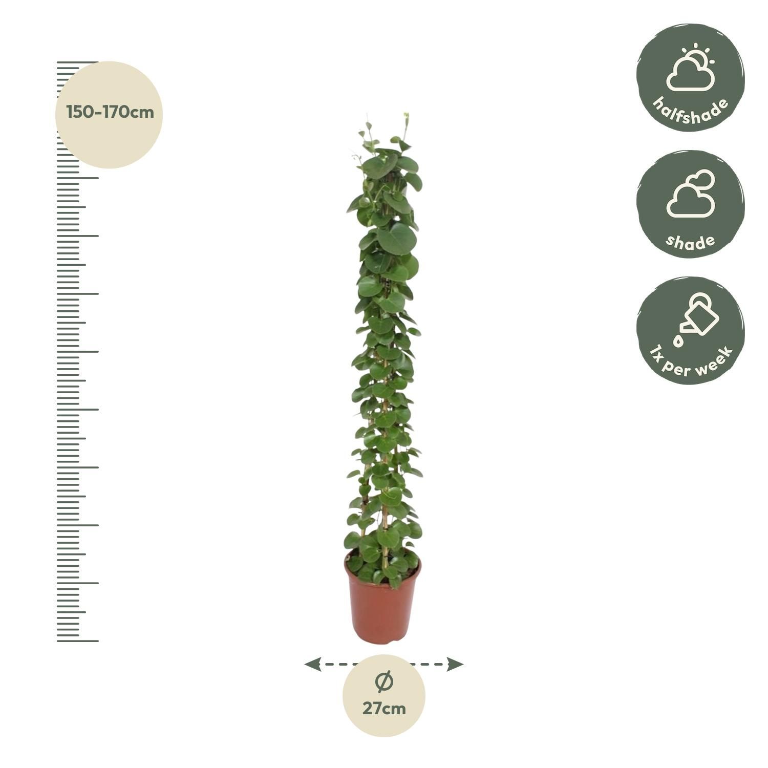 Cissus rotundifolia pyramide - 160 cm - ø27 (8721055690016)