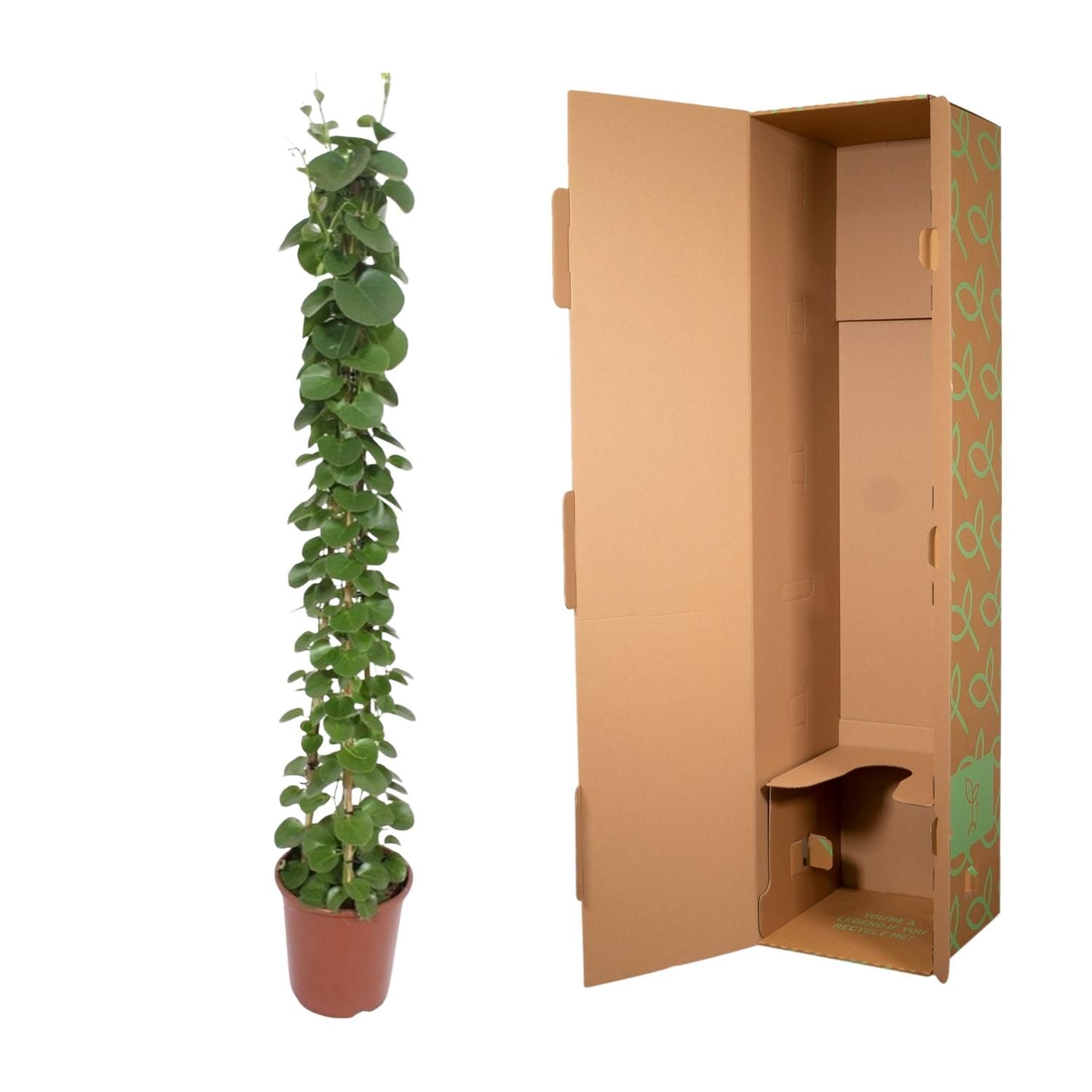 Cissus rotundifolia pyramide - 160 cm - ø27 (8721055690016)