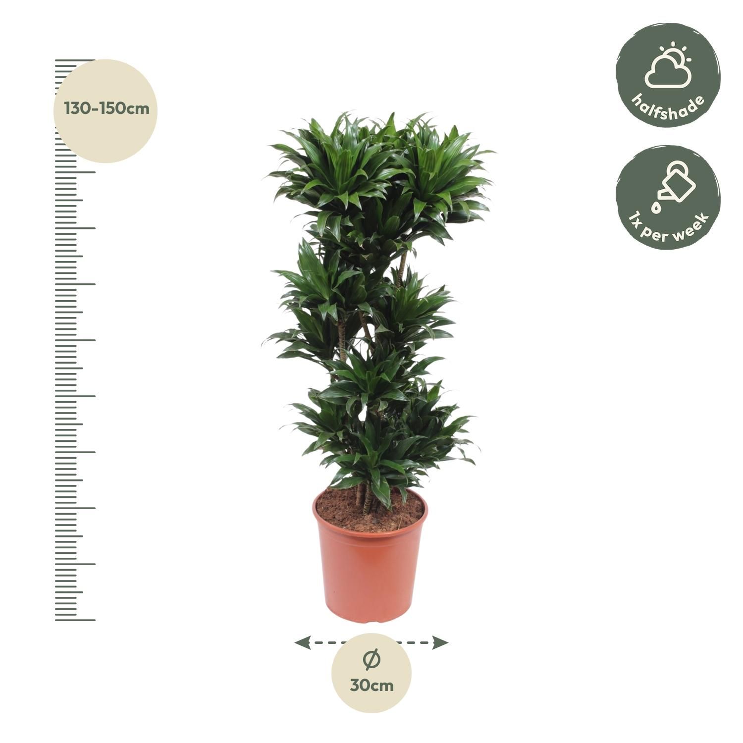 Dracaena Compacta - 140 cm - ø30 (8721055690122)