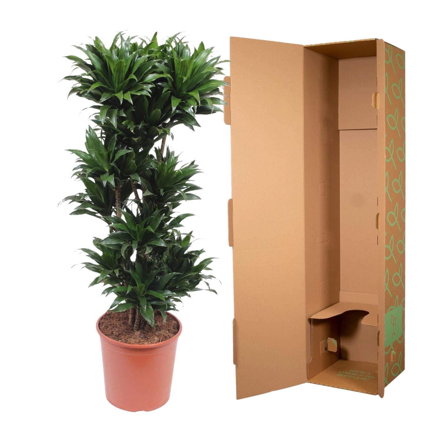 Dracaena Compacta - 140 cm - ø30 (8721055690122)