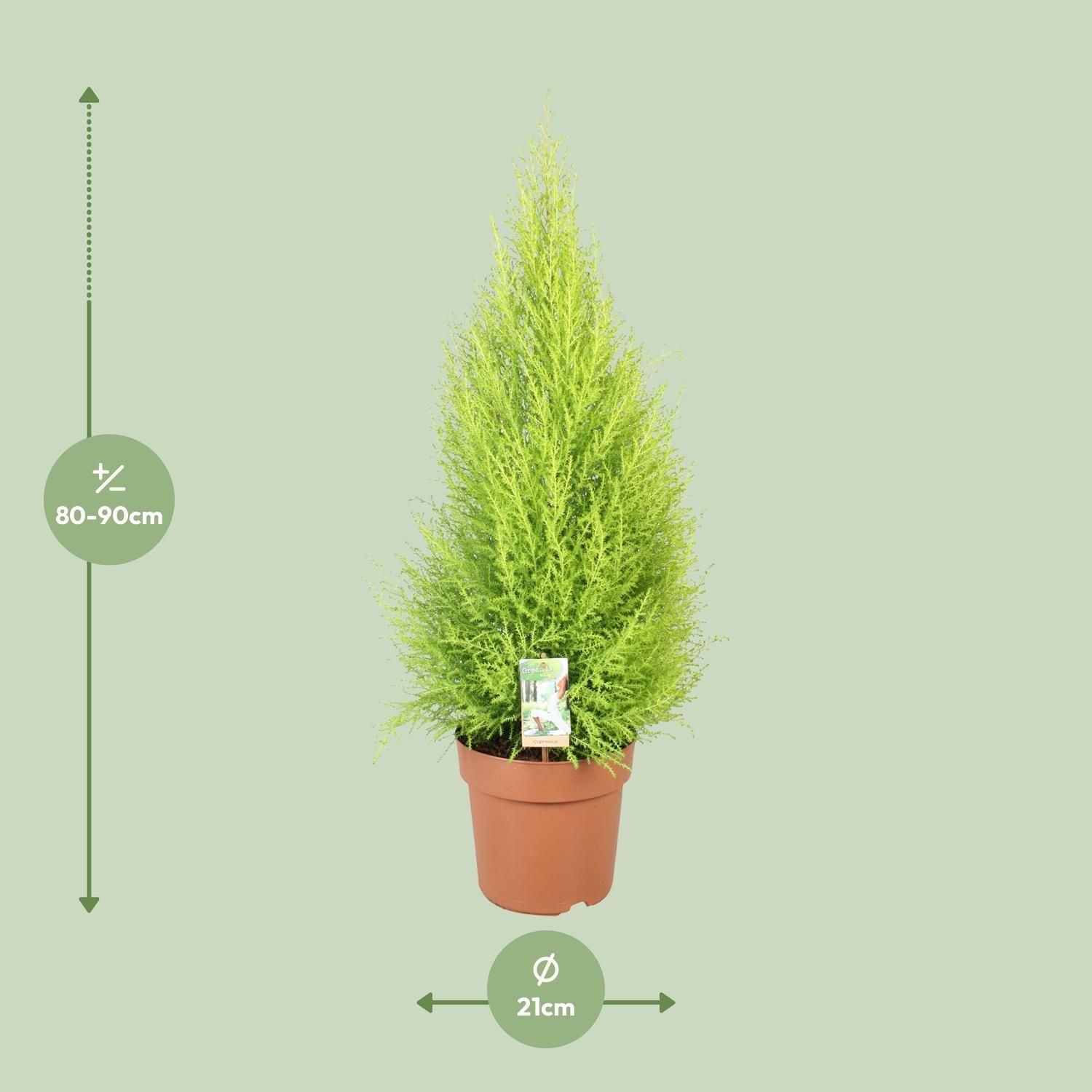 Cupressus Goldcrest Wilma (10811)