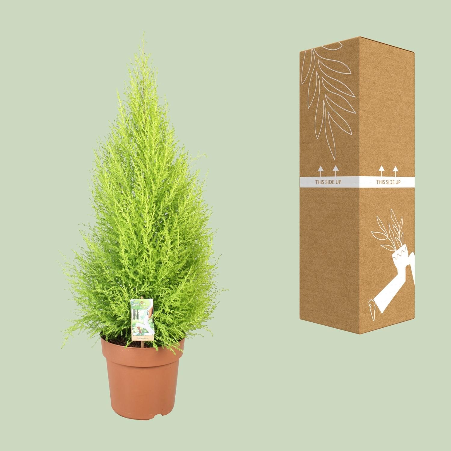 Cupressus Goldcrest Wilma (10811)