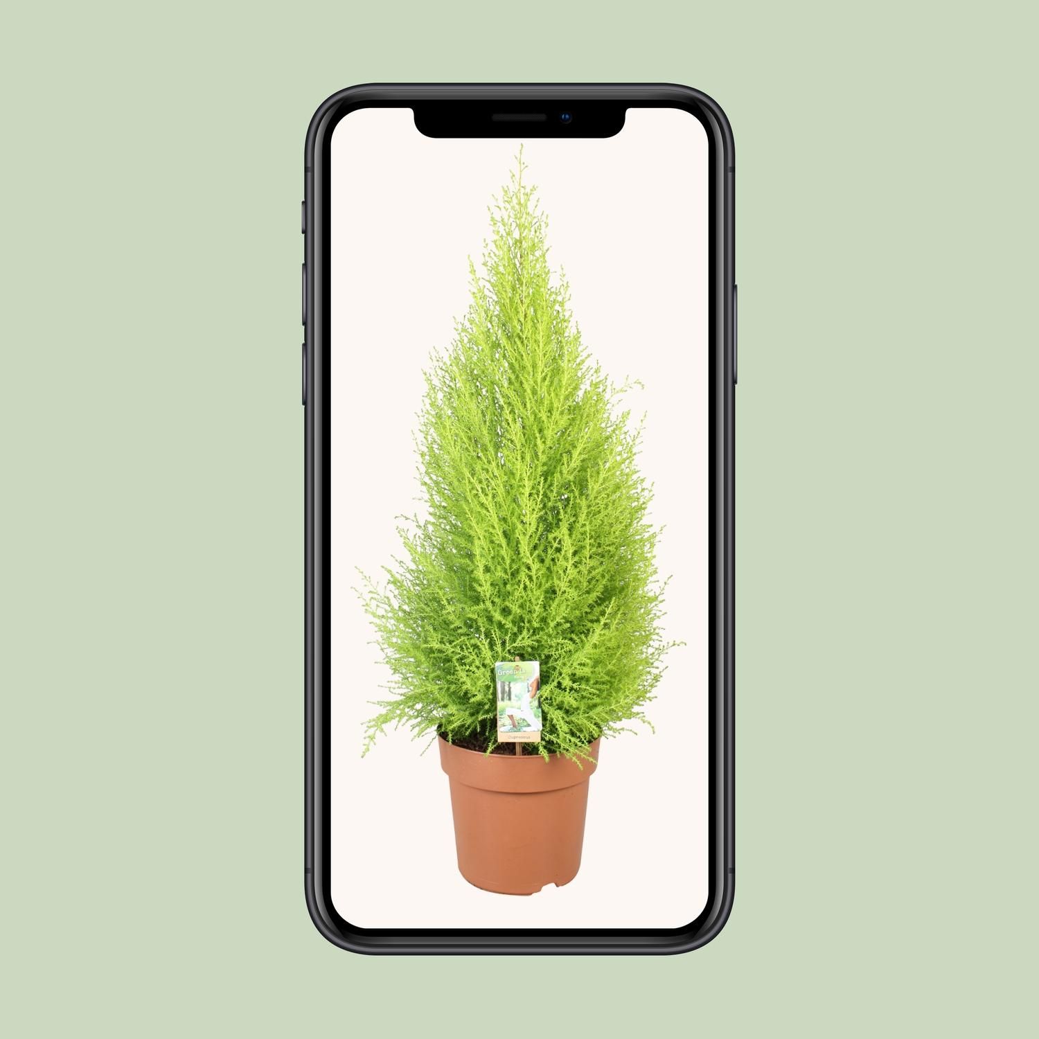 Cupressus Goldcrest Wilma (10811)