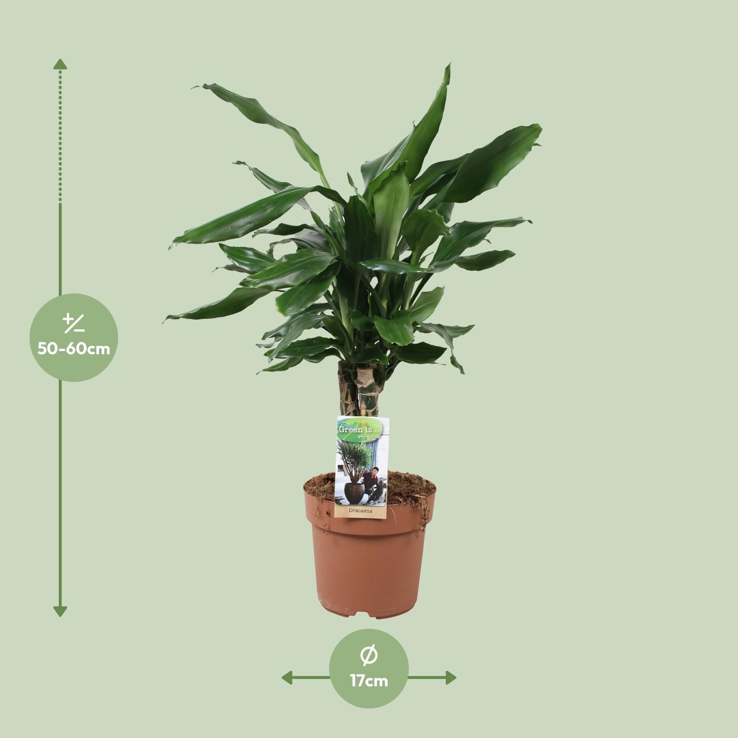 Dracaena Fagrans Steudneri Green (8720955327374)