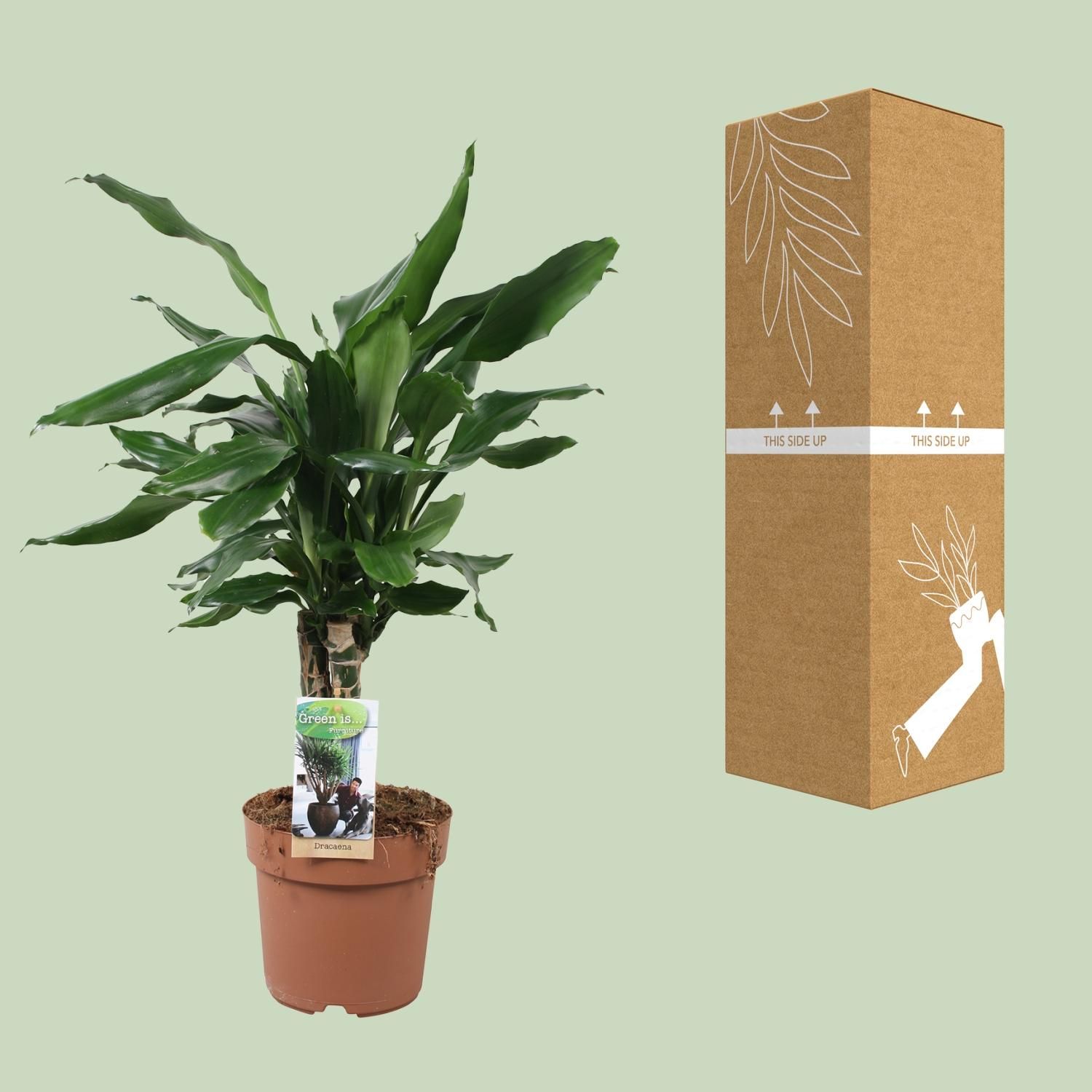 Dracaena Fagrans Steudneri Green (8720955327374)