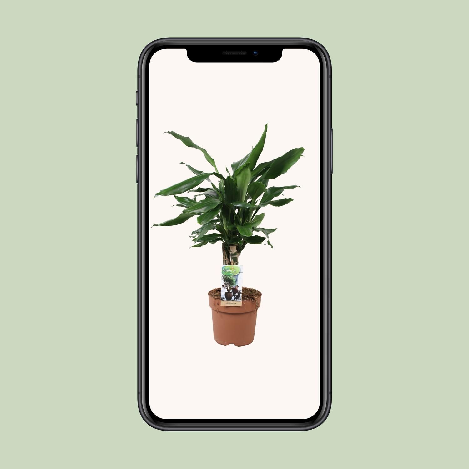 Dracaena Fagrans Steudneri Green (8720955327374)