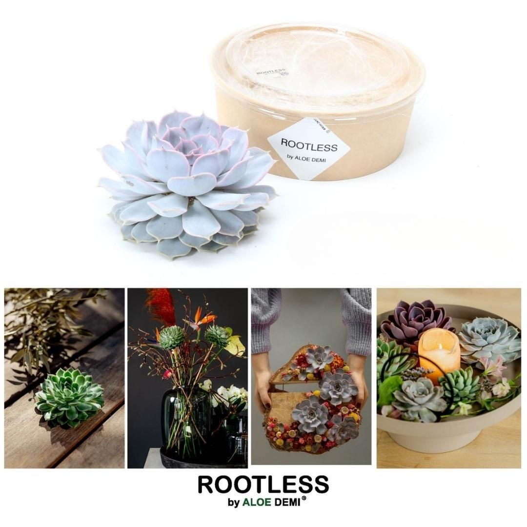 Rootless by aloe demi ROOTLESS Succulent Echeveria Lilacina Ø12-14 cm (8721001420056)