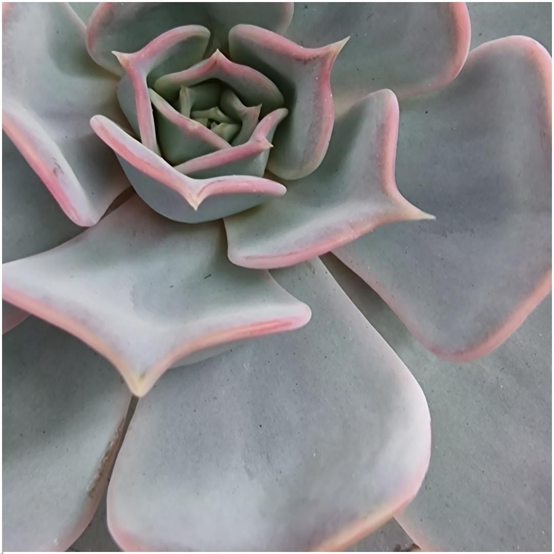 Rootless by aloe demi ROOTLESS Succulent Echeveria Lilacina Ø12-14 cm (8721001420056)